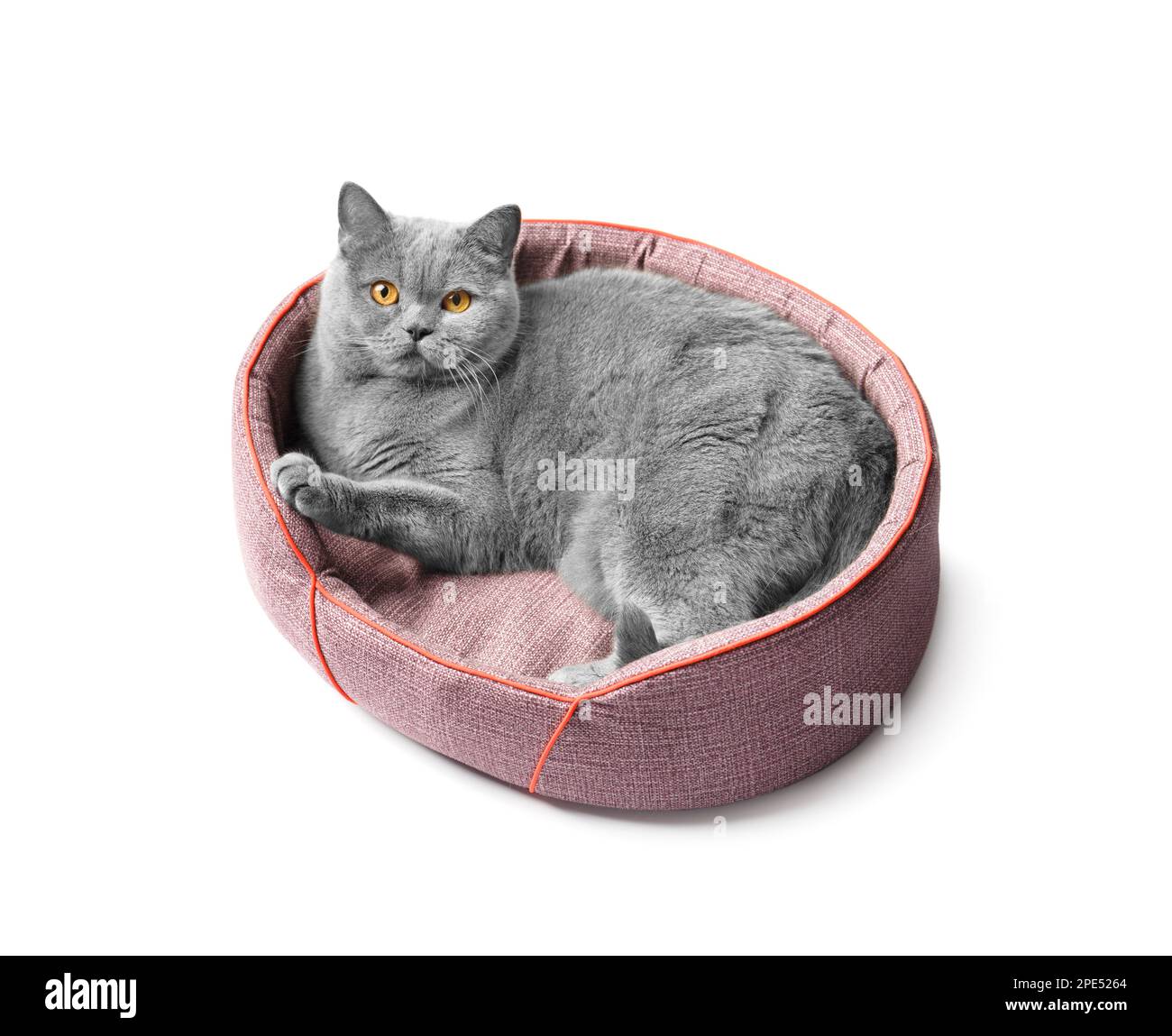 Le chat britannique se trouve dans un lit d'animal doux et regarde l'appareil photo sur un fond blanc, accessoires pour animaux. Banque D'Images
