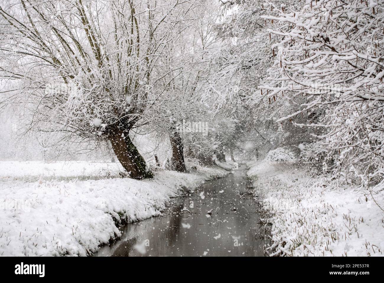 Début de l'hiver à Meerbusch, Rhénanie-du-Nord-Westfalia, Allemagne. Fortes chutes de neige dans une réserve naturelle, Ilvericher Altrheinschlinge près de Düsseldorf. Banque D'Images