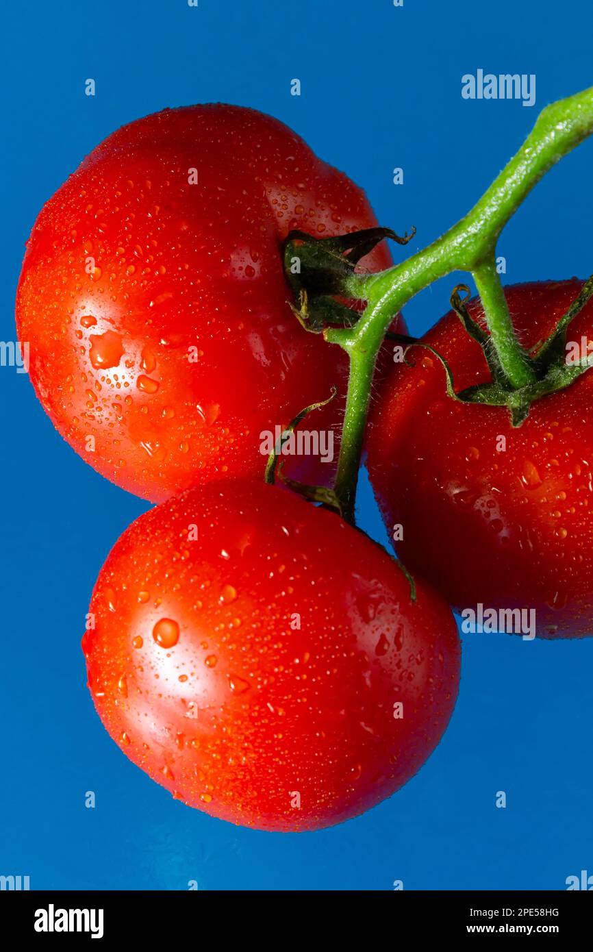 Tomates rouges avec gouttes d'eau sur fond bleu. Banque D'Images