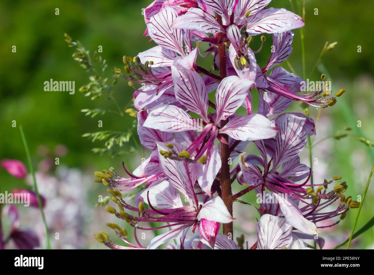 dictamnus. Les fleurs roses-pourpres fleurissent dans la nature en gouttes de rosée sous la lumière du soleil Banque D'Images