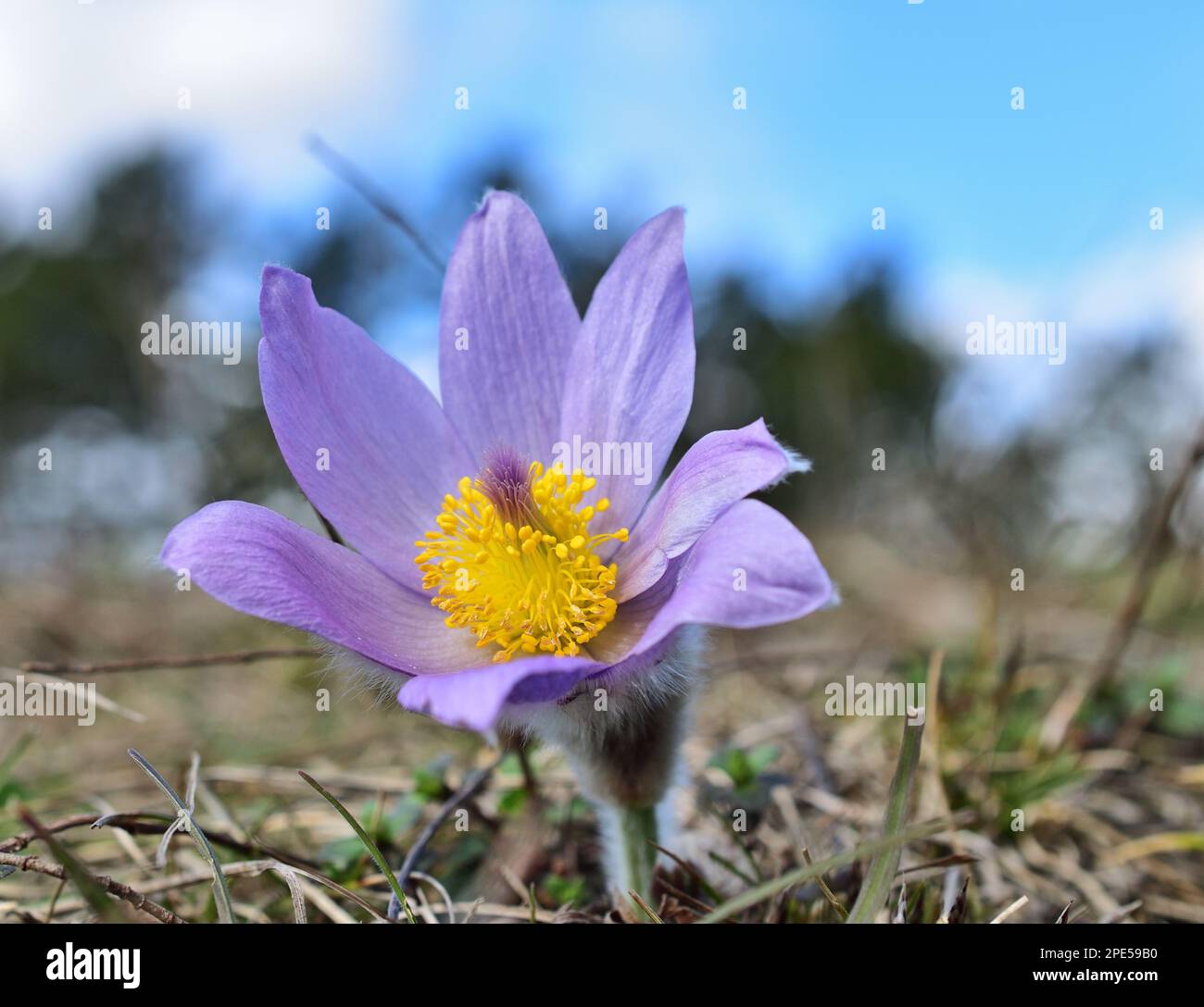 Pulsatilla grandis, la plus grande fleur de pasque Banque D'Images