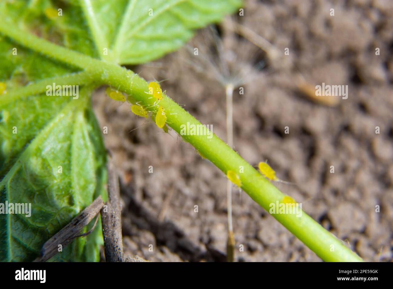 Pucerons feuillage gondolé, gros plan feuille courbée sur le cerisier, Prunus sp, causée par le puceron noir, puceron noir sous les feuilles. Banque D'Images