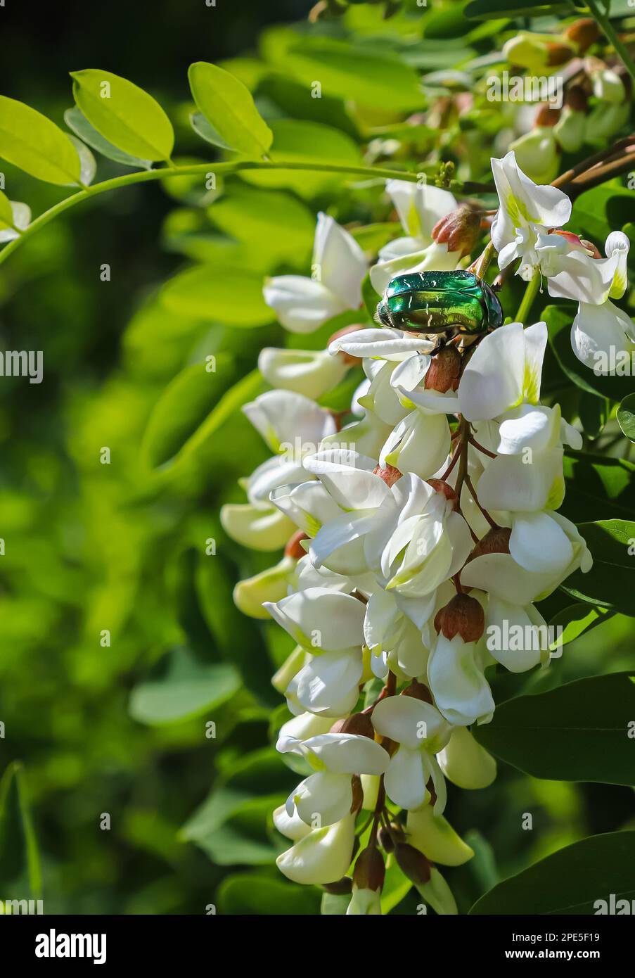 le coléoptère sur les fleurs d'acacia blanc se ferme sur un fond vert Banque D'Images