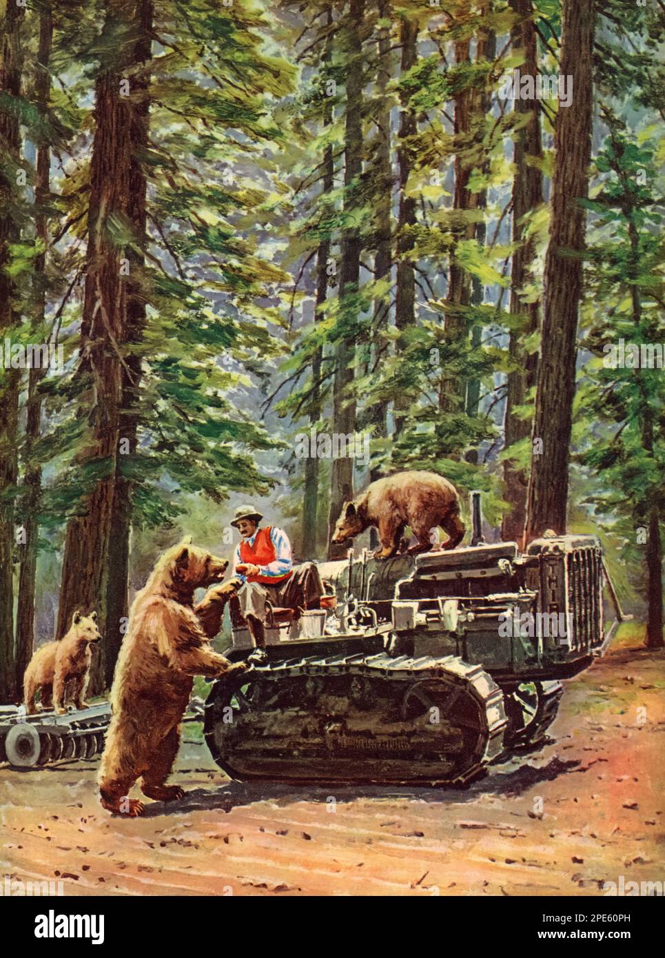 Les trois ours en Amérique du Nord, c1933. Par William Luker II (b1867). Banque D'Images