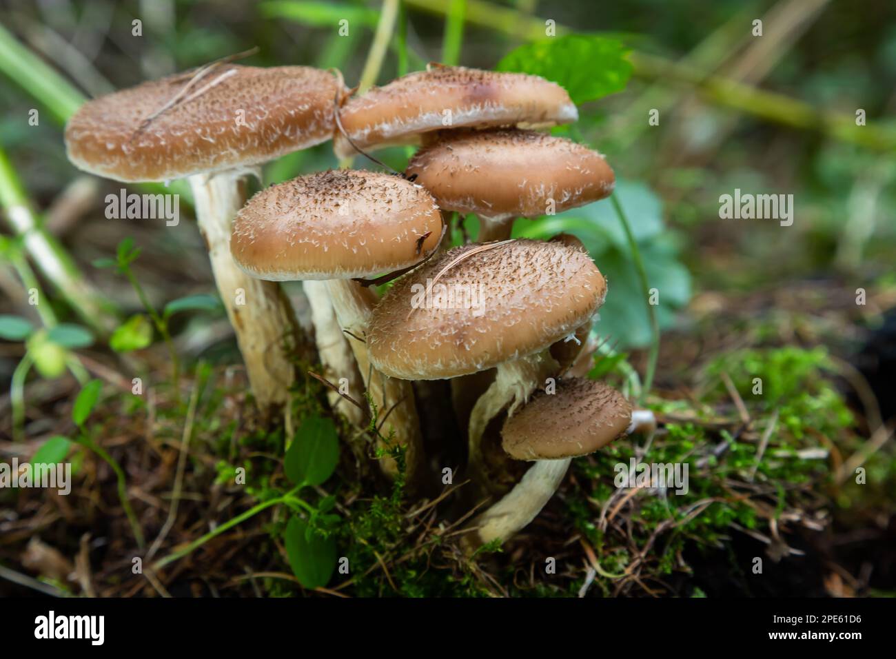 Groupe de champignons sauvages comestibles - miel agaric. Famille de champignons. Forêt de fées, la mousse douce. Banque D'Images