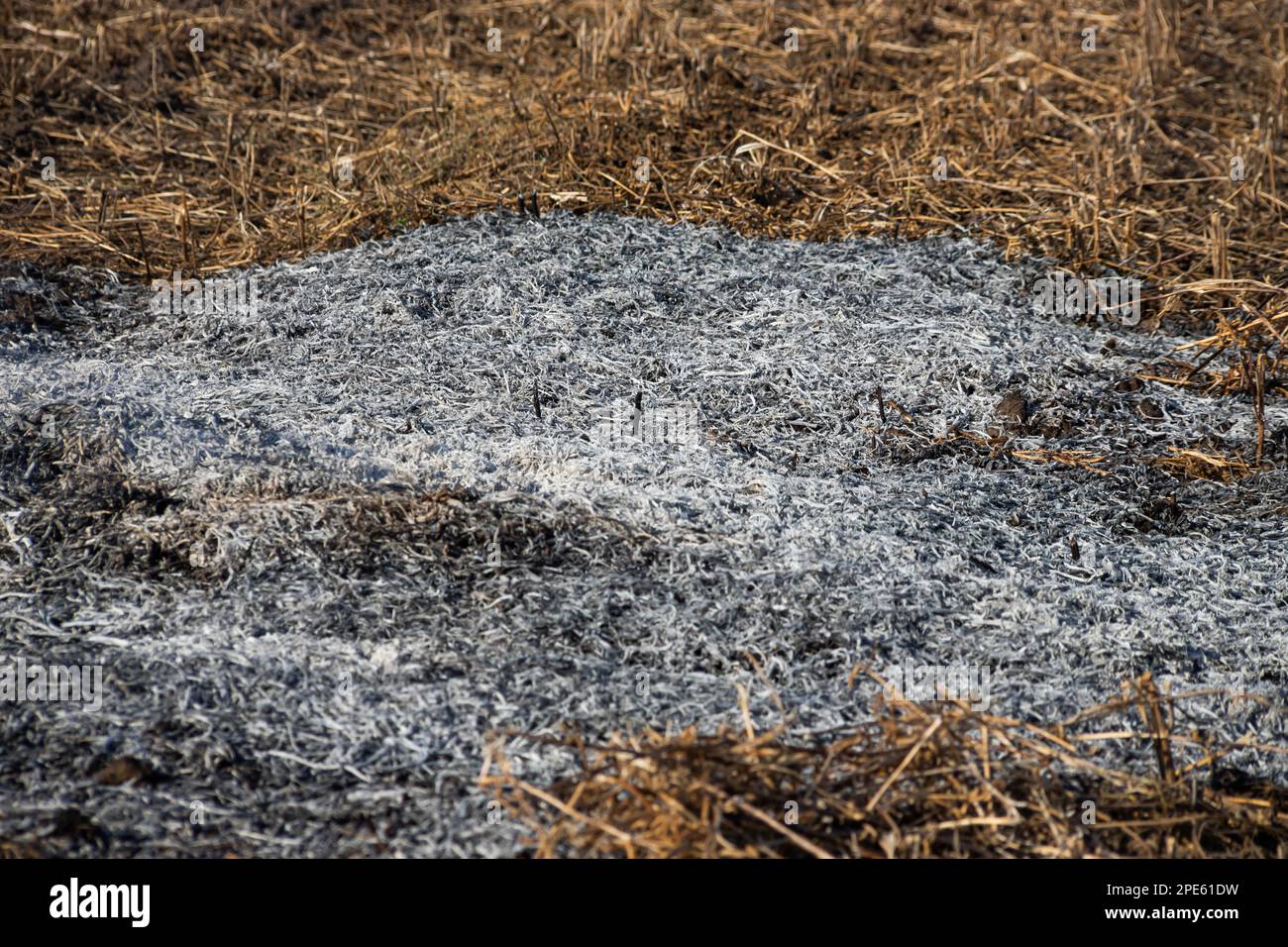 Le bruit de fond en gros plan du feu est en train de passer de la paille brûlée à la cendre noire et à la fumée. Banque D'Images