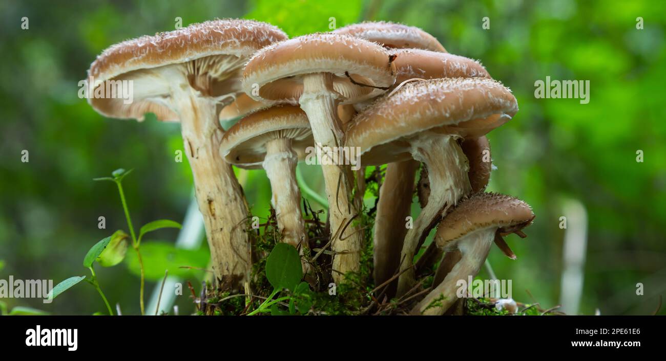 Groupe de champignons sauvages comestibles - miel agaric. Famille de champignons. Forêt de fées, la mousse douce. Banque D'Images