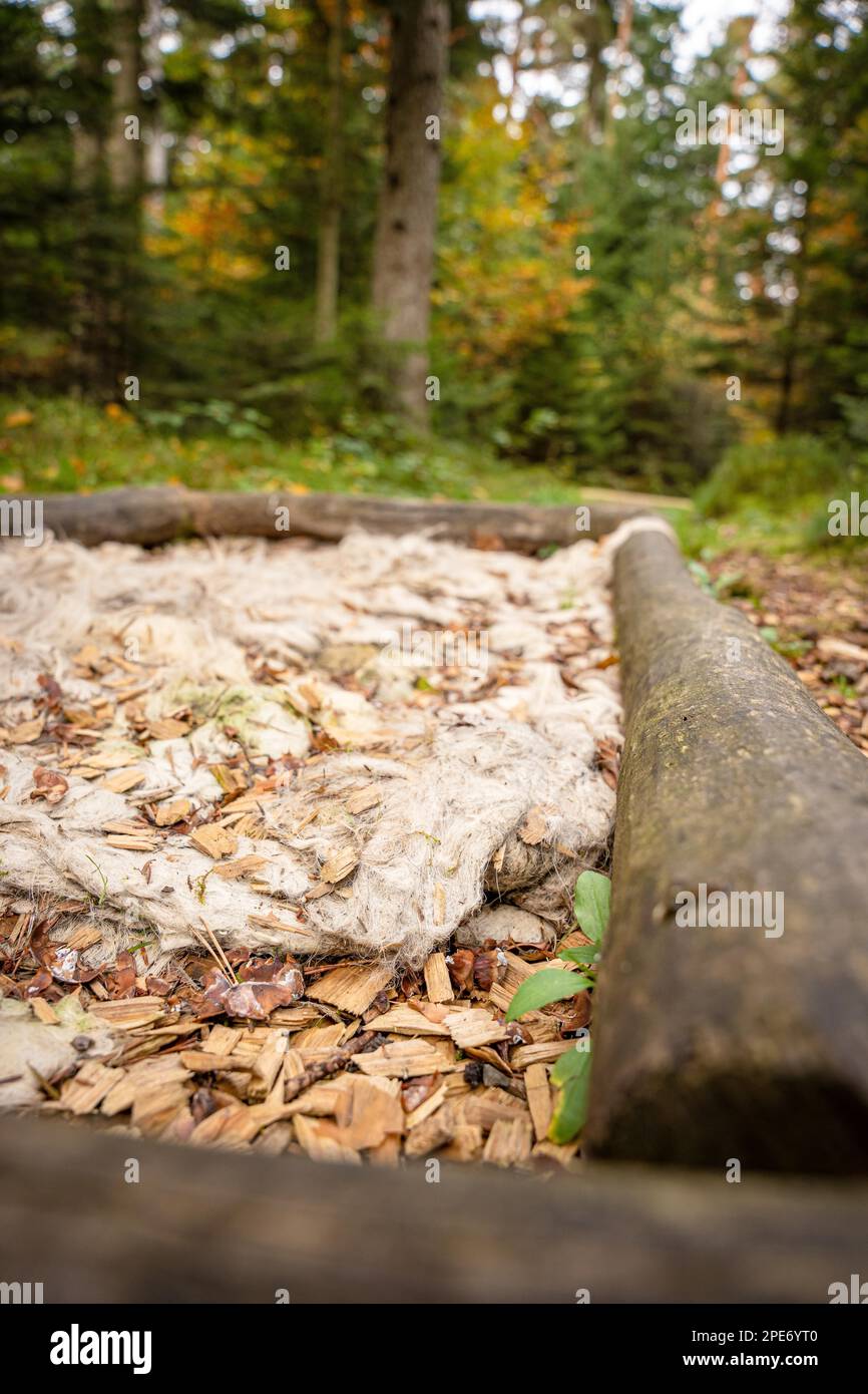 Parc pieds nus dans la forêt, Schoemberg, Forêt Noire, Allemagne Banque D'Images