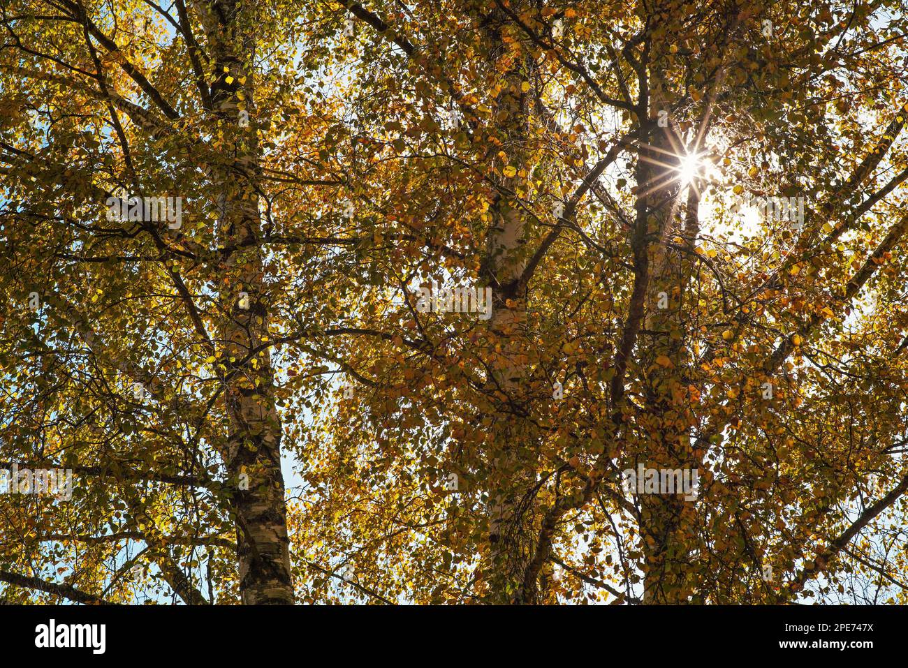 Le soleil brille à travers les branches de bouleau avec de nombreuses feuilles jaunes de couleur automnale Banque D'Images