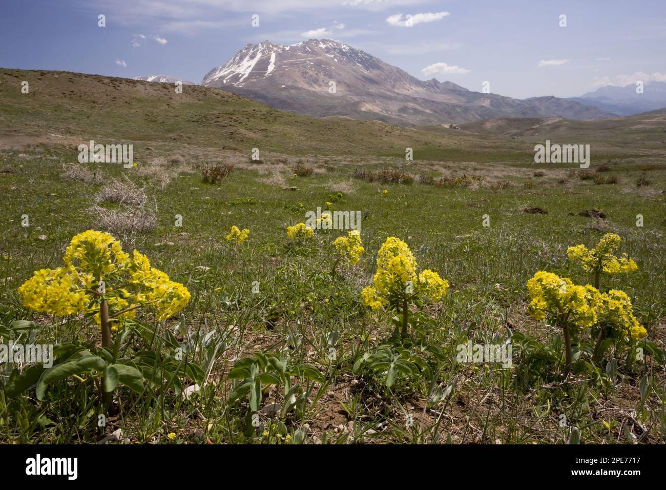 Fleur du pied du lion (Leontice leontopetalum), dans un habitat montagnard, Anatolie, Turquie Banque D'Images