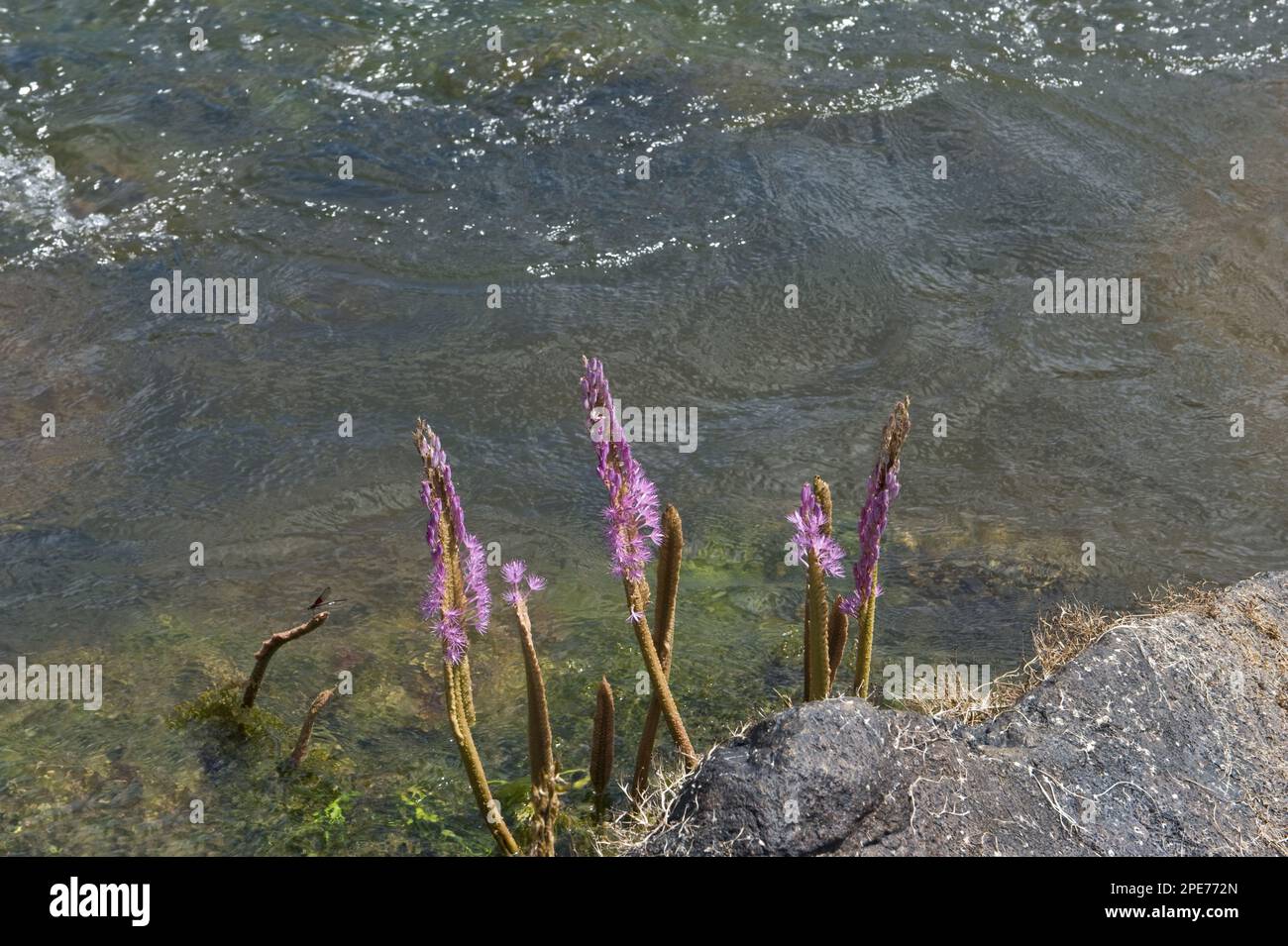 Huya (Mourera fluviatilis) fleurs, croissant sur des rochers au bord de la rivière, rivière Essequibo, forêt tropicale d'Iwokrama, Guyana Banque D'Images