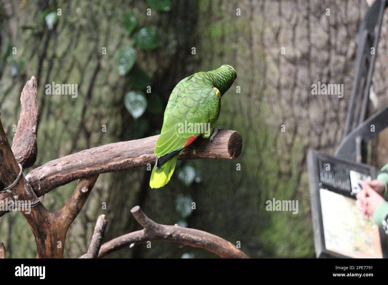 un perroquet vert vibrant se dresse fièrement sur l'écorce rugueuse et texturée d'un arbre imposant Banque D'Images
