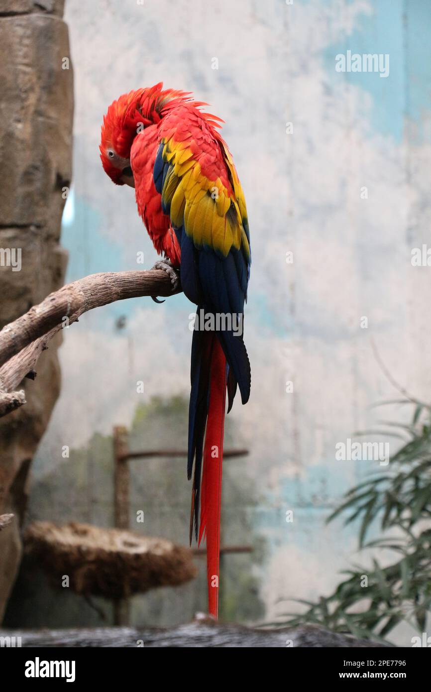 une scène captivante se déroule comme un maca écarlate frappant se dresse fièrement sur l'écorce rugueuse et texturée d'un arbre majestueux dans un zoo Banque D'Images