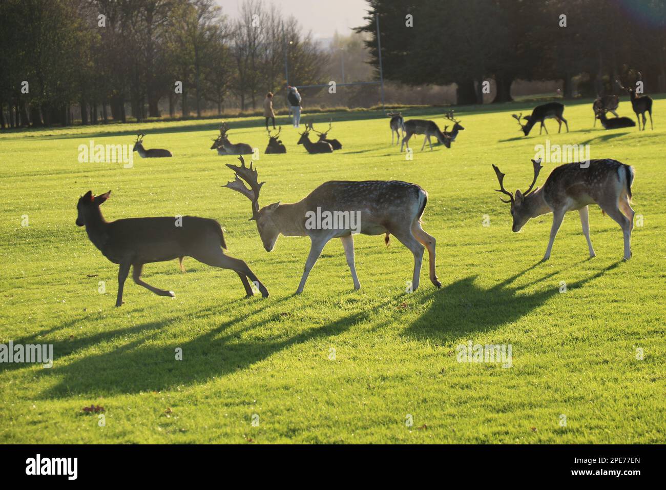 Au milieu de la beauté tranquille d'un parc irlandais, un cerf gracieux se tient debout et joue, incarnant l'essence sereine de la captivante faune irlandaise Banque D'Images