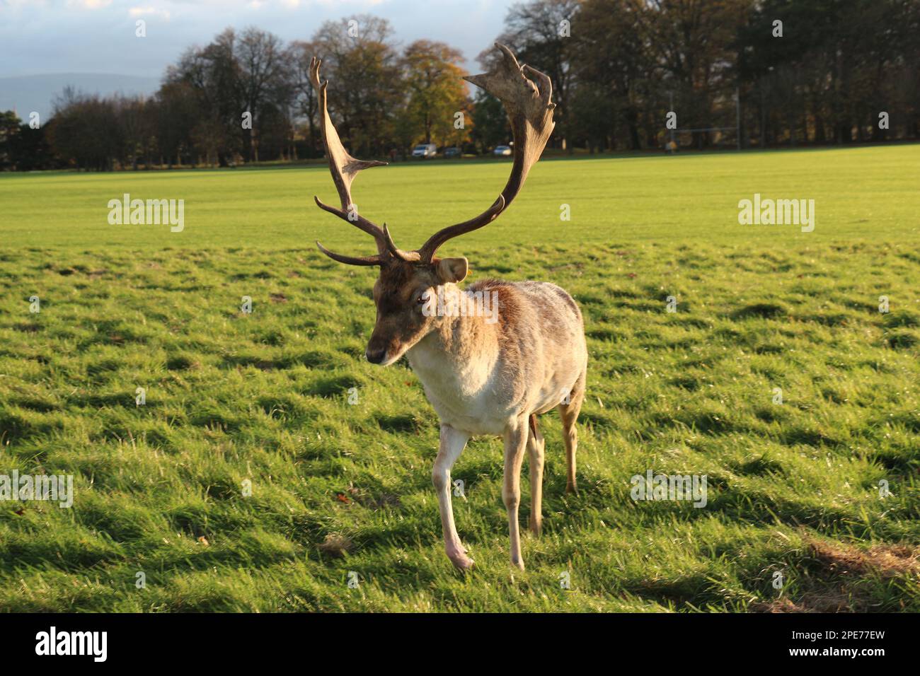 Au milieu de la beauté tranquille d'un parc irlandais, un cerf gracieux se tient debout et joue, incarnant l'essence sereine de la captivante faune irlandaise Banque D'Images