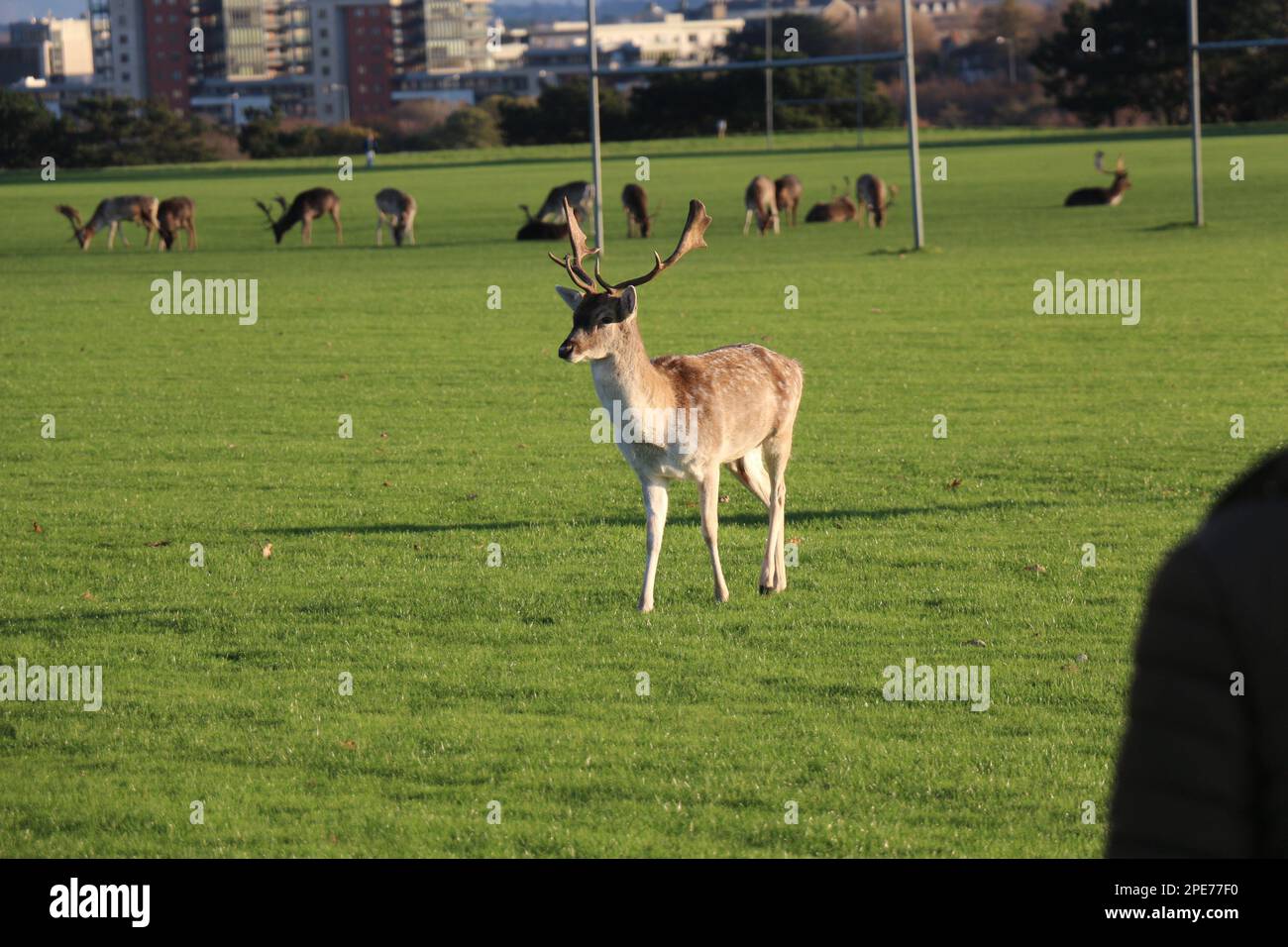 Au milieu de la beauté tranquille d'un parc irlandais, un cerf gracieux se tient debout et joue, incarnant l'essence sereine de la captivante faune irlandaise Banque D'Images