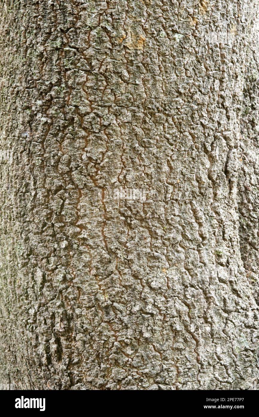 Gros plan de l'écorce de l'arbre de Butterspoon (Cunonia capensis), jardin botanique national de Kirstenbosch, le Cap, Cap occidental, Afrique du Sud Banque D'Images