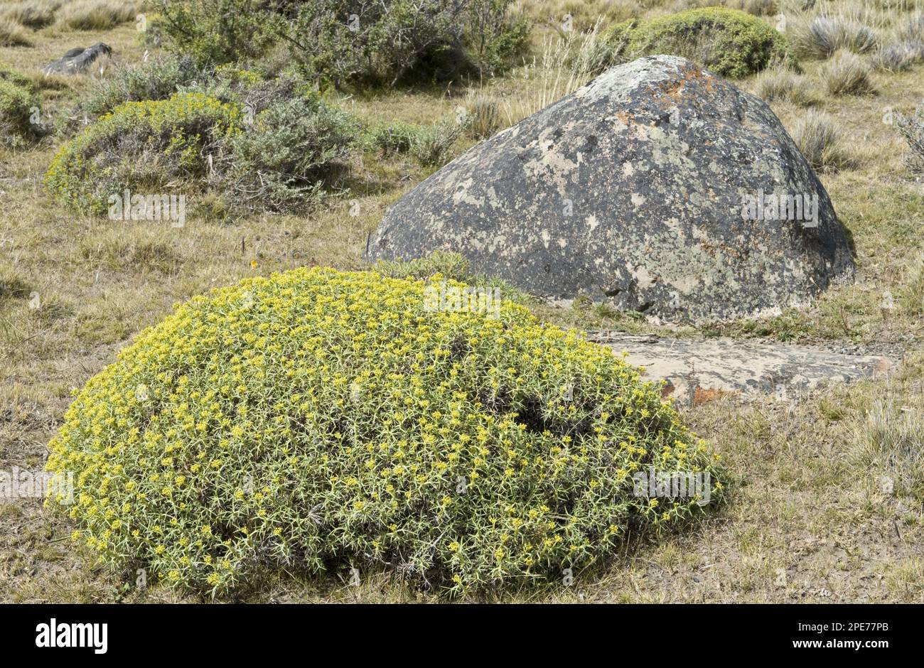 Mata Barrosa (Mulinum spinosum), souche à fleurs, Torres del Paine N. P. Patagonie du Sud, Chili Banque D'Images
