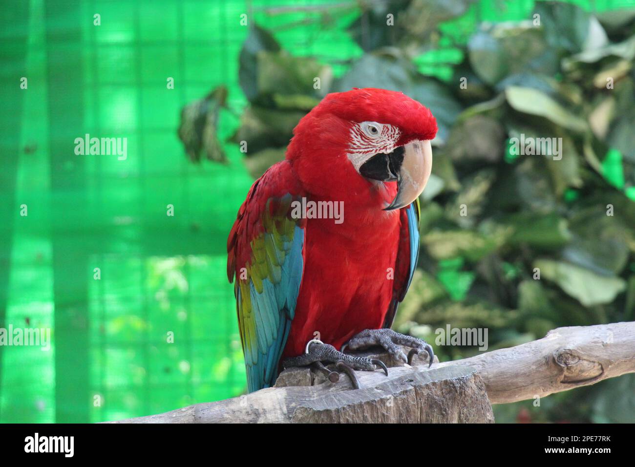 une scène captivante se déroule comme un maca écarlate frappant se dresse fièrement sur l'écorce rugueuse et texturée d'un arbre majestueux dans un zoo Banque D'Images