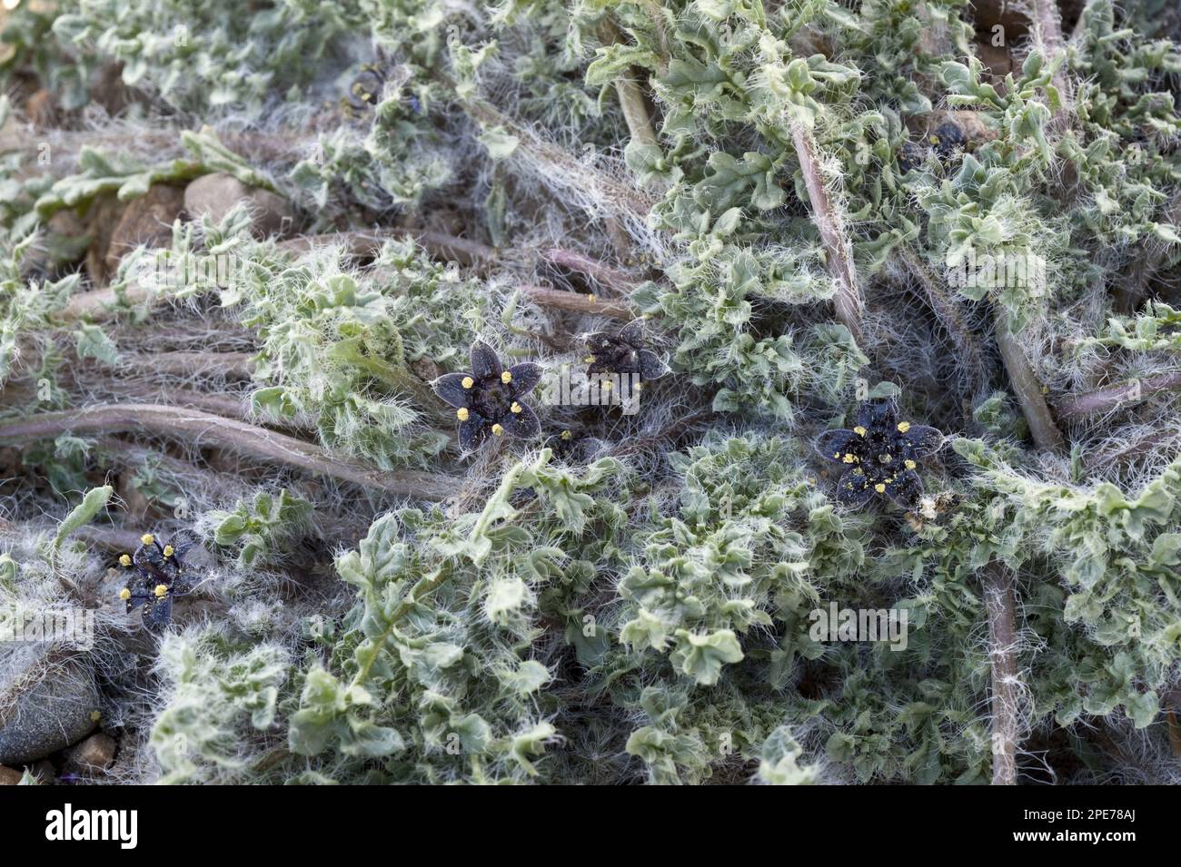 Floraison jaborosa (Jaborosa magellanica), province de Santa Cruz, Patagonie du Sud, Argentine Banque D'Images