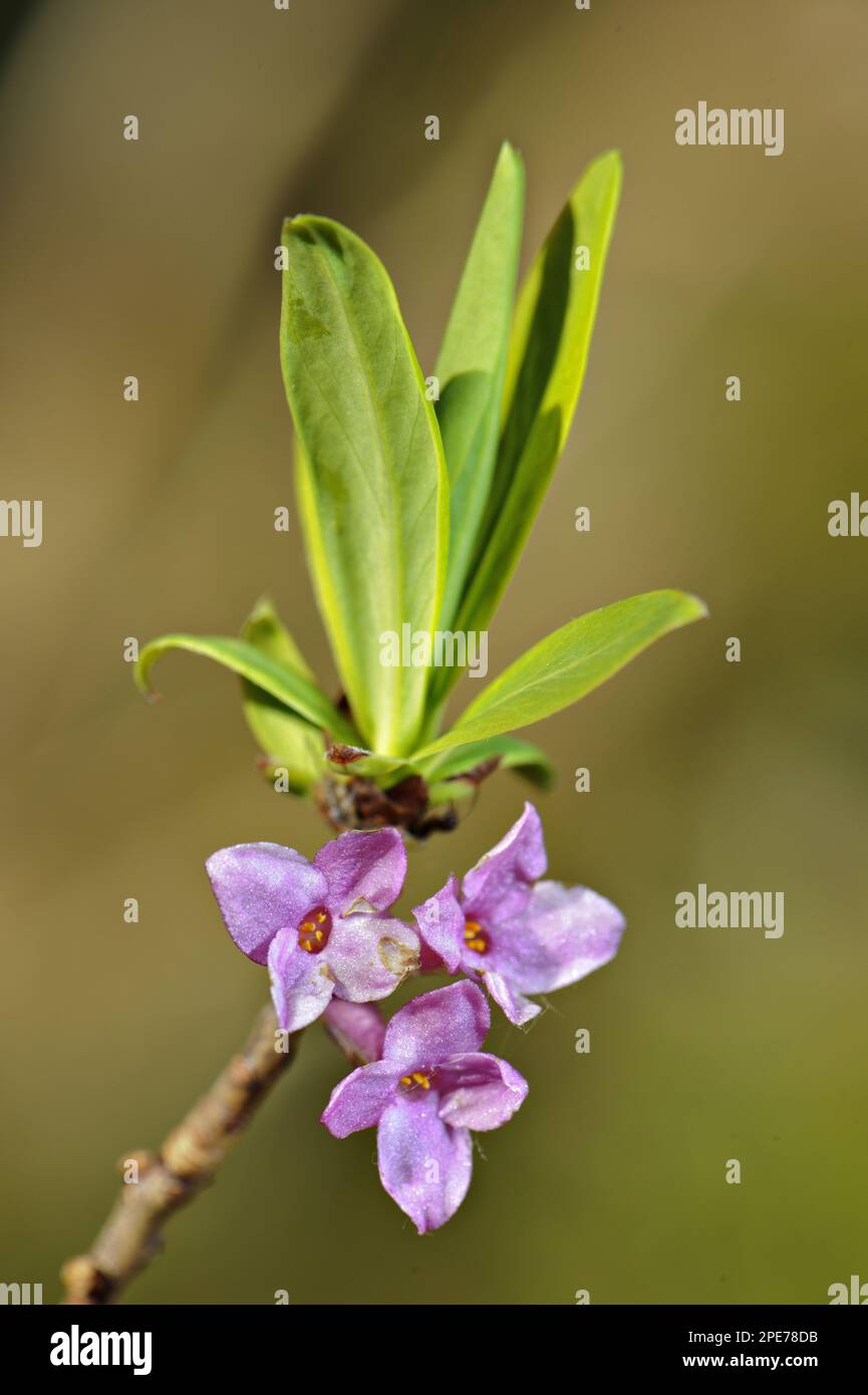 Mezereon (Daphne mezereum) gros plan des feuilles et du mezereon, Italie Banque D'Images