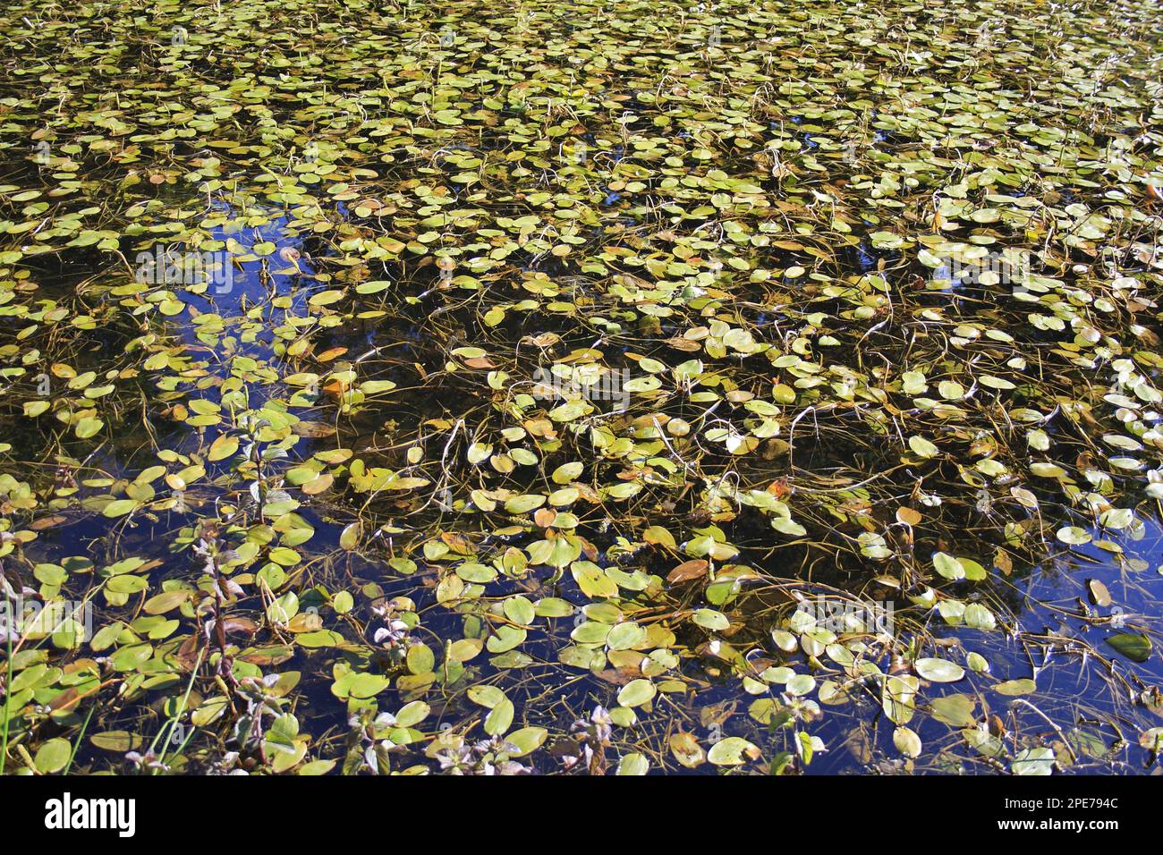 Feuilles de palistade feuillus (natons de Potamogeton), flottant à la surface de l'étang dans la réserve de marais de la vallée, Fen de Market Weston, Weston de Market, Little Ouse Banque D'Images