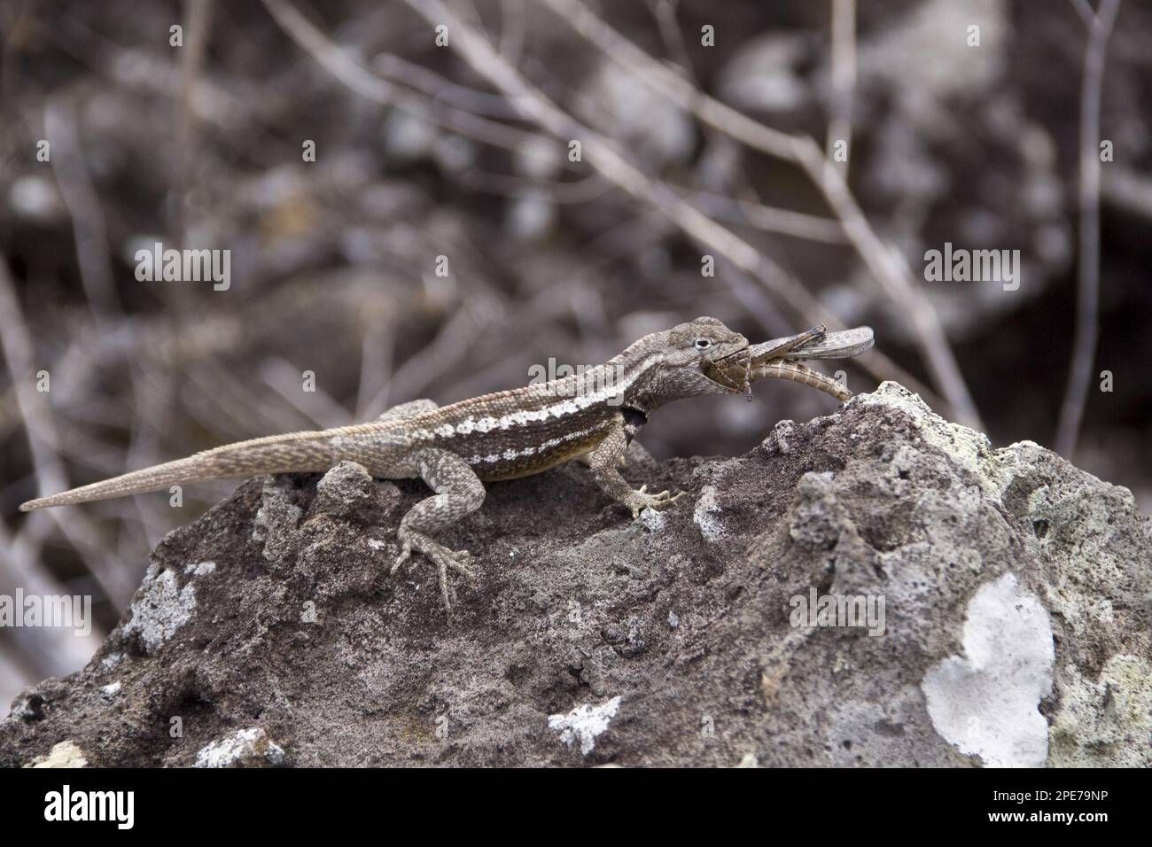 Lézard de lave, lézards de Lava, autres animaux, reptiles, animaux, Galapagos LAVA Lizard manger un petit Locust peint, île de San Cristobal Banque D'Images