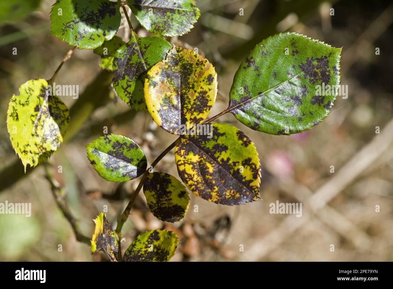 Maladie des taches noires (Diplocarpon rosae), champignons, Rose spot, une maladie fongique sur les feuilles roses en été Banque D'Images Maladie des taches noires (Diplocarpon rosae), champignons, Rose spot, une maladie fongique sur les feuilles roses en été Banque D'Images