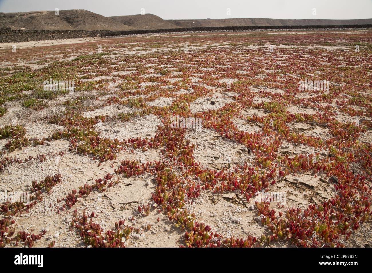L'Iceplant de Slenderleaf (Mesembryanthemum nodiflorum) introduit des espèces, poussant dans des fissures de boue sur l'habitat saltpas, Salinas de Janubio, Lanzarote Banque D'Images