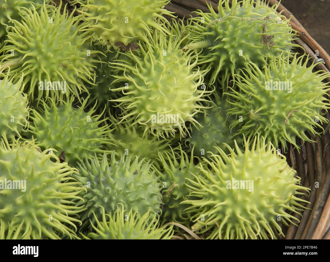 Hérisson Gourd, Cardoon Gourd, famille Pumpkin, fruits Hedgehog Gourd (Cucumis dipsaceus), Warwickshire, Angleterre, Royaume-Uni Banque D'Images