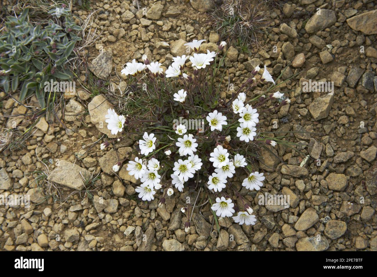 Floraison Edmundson's Chickweed (Cerastium nigrescens), Keen of Hamar National nature Reserve, Unst, Shetland Islands, Écosse, Royaume-Uni Banque D'Images