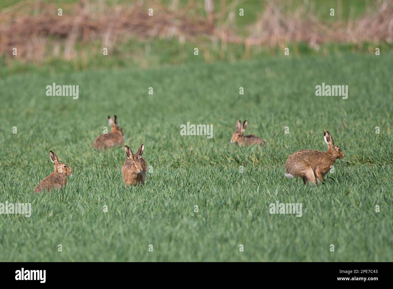 Une famille de cinq lièvres bruns sauvages (Lepus europaeus) jouant ensemble dans un champ agricole britannique de cultures vertes sous le soleil du matin. Banque D'Images