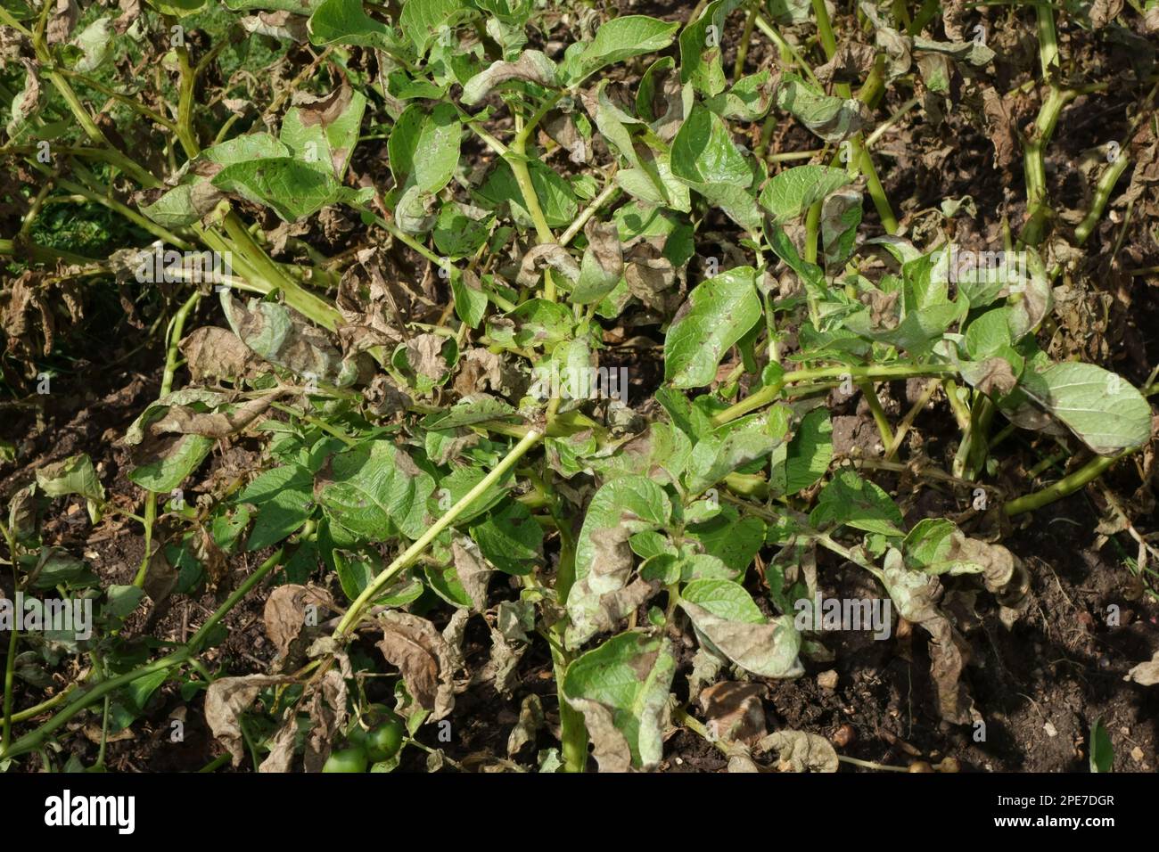 Brûlure tardive de la pomme de terre, Phytophthora infestans, dommages aux plants de pomme de terre dans une zone végétale, Hampshire, Angleterre, Royaume-Uni Banque D'Images