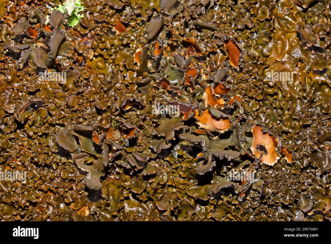 Le lichen Nephroma laevigatum se trouve dans les anciennes terres boisées océaniques et est classé comme une espèce indicateur de 'vieille forêt'. Il dispose d'une distribution mondiale, Banque D'Images
