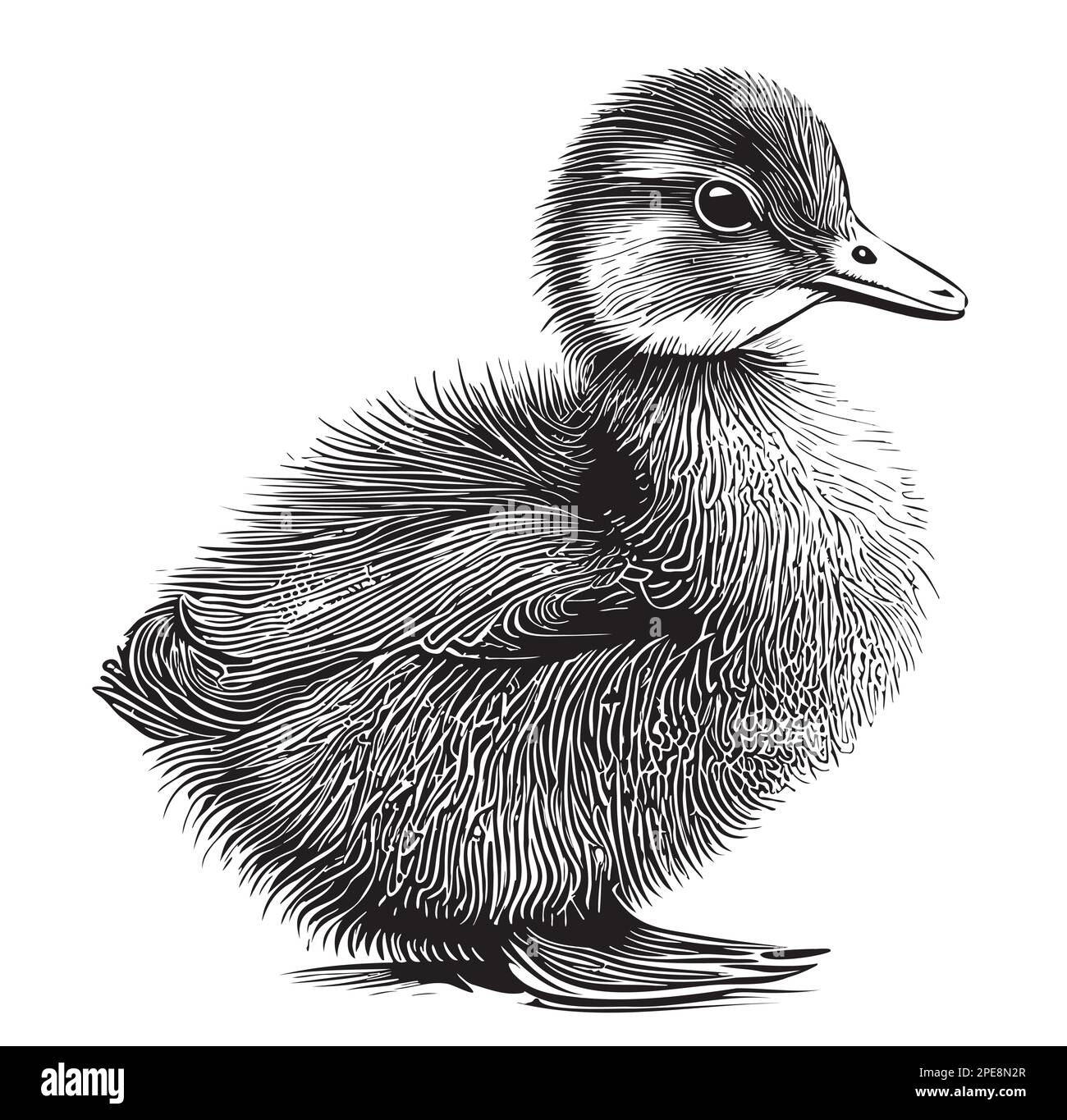Petit dessin de canard dessiné à la main Illustration vectorielle oiseaux Illustration de Vecteur