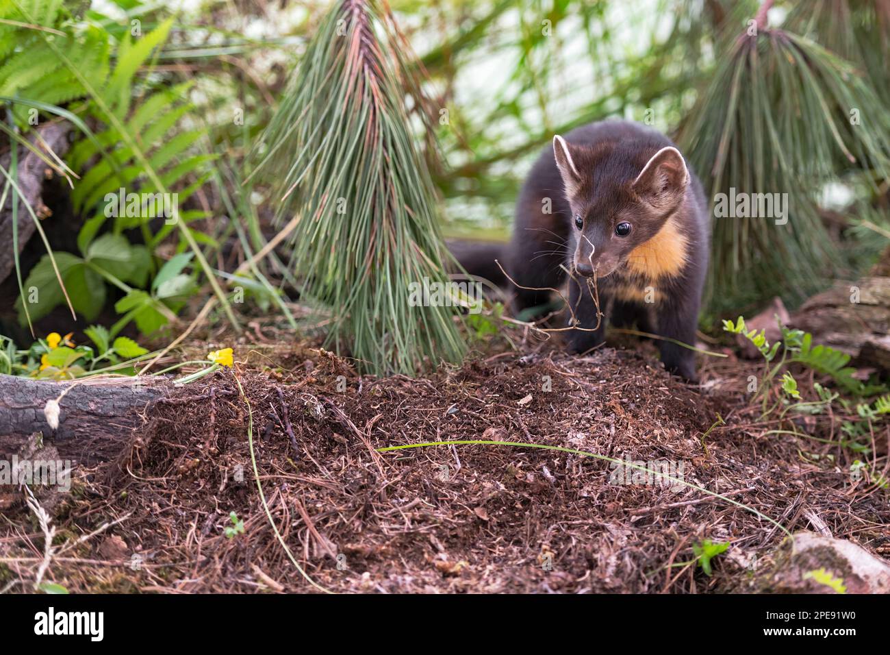 American Pine Marten (Martes americana) Kit sniffs aux brindilles été - animal captif Banque D'Images