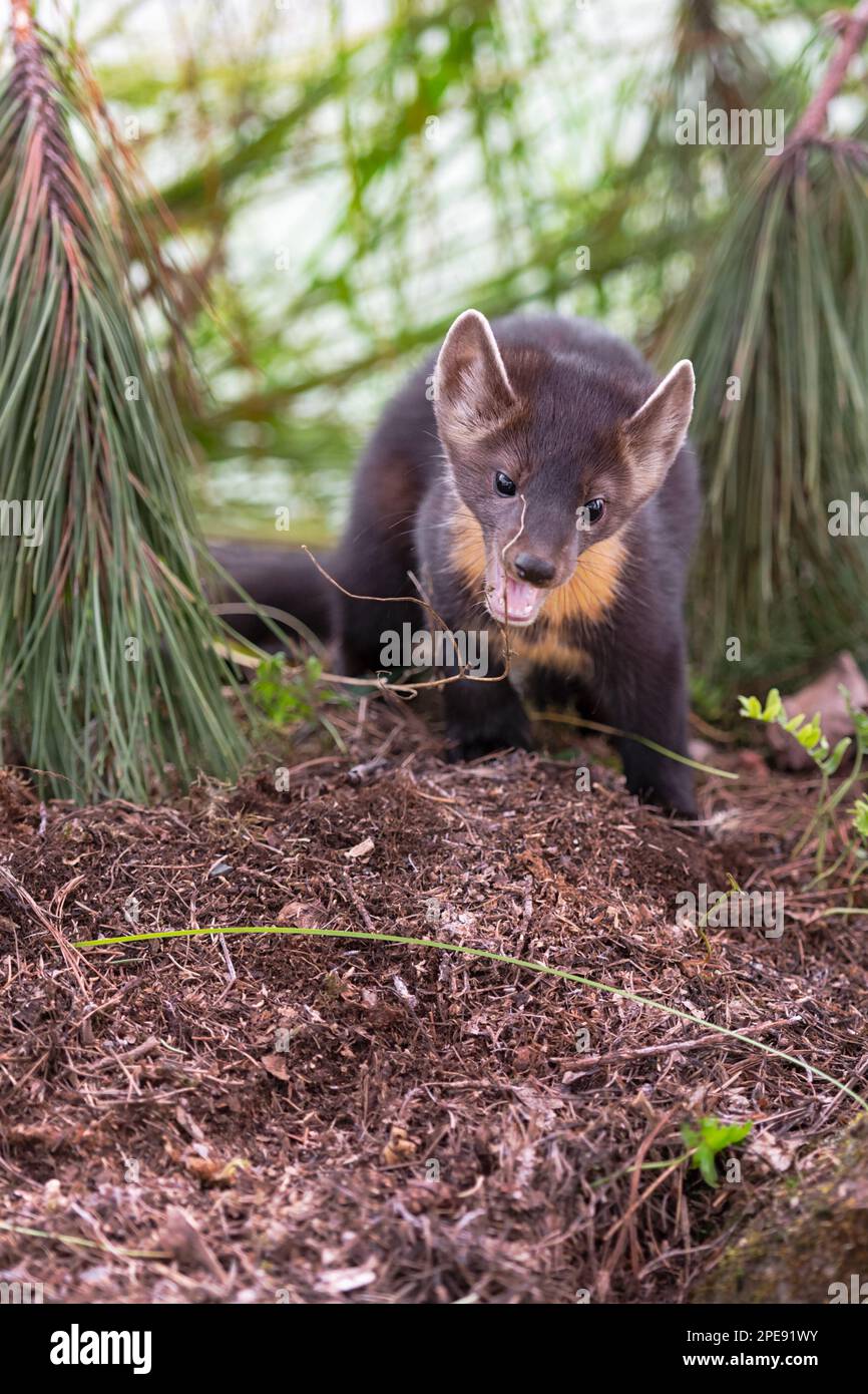 American Pine Marten (Martes americana) Kit Bites aux brindilles été - animal captif Banque D'Images