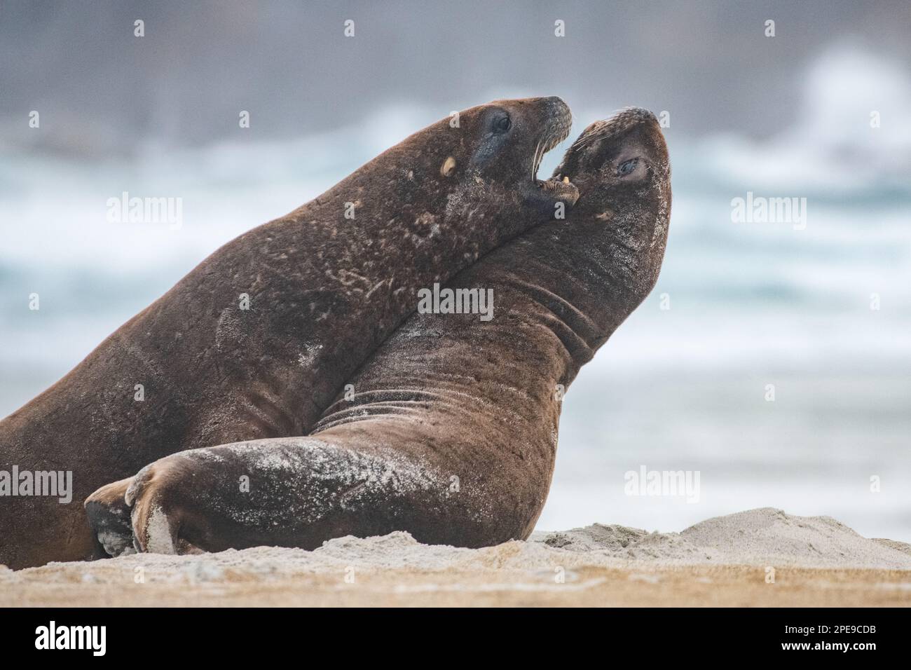Les lions de mer de Nouvelle-Zélande (Phocarctos hookeri), une paire de mâles combattant - considérés comme les espèces de lions de mer les plus menacées, trouvées à Aotearoa. Banque D'Images