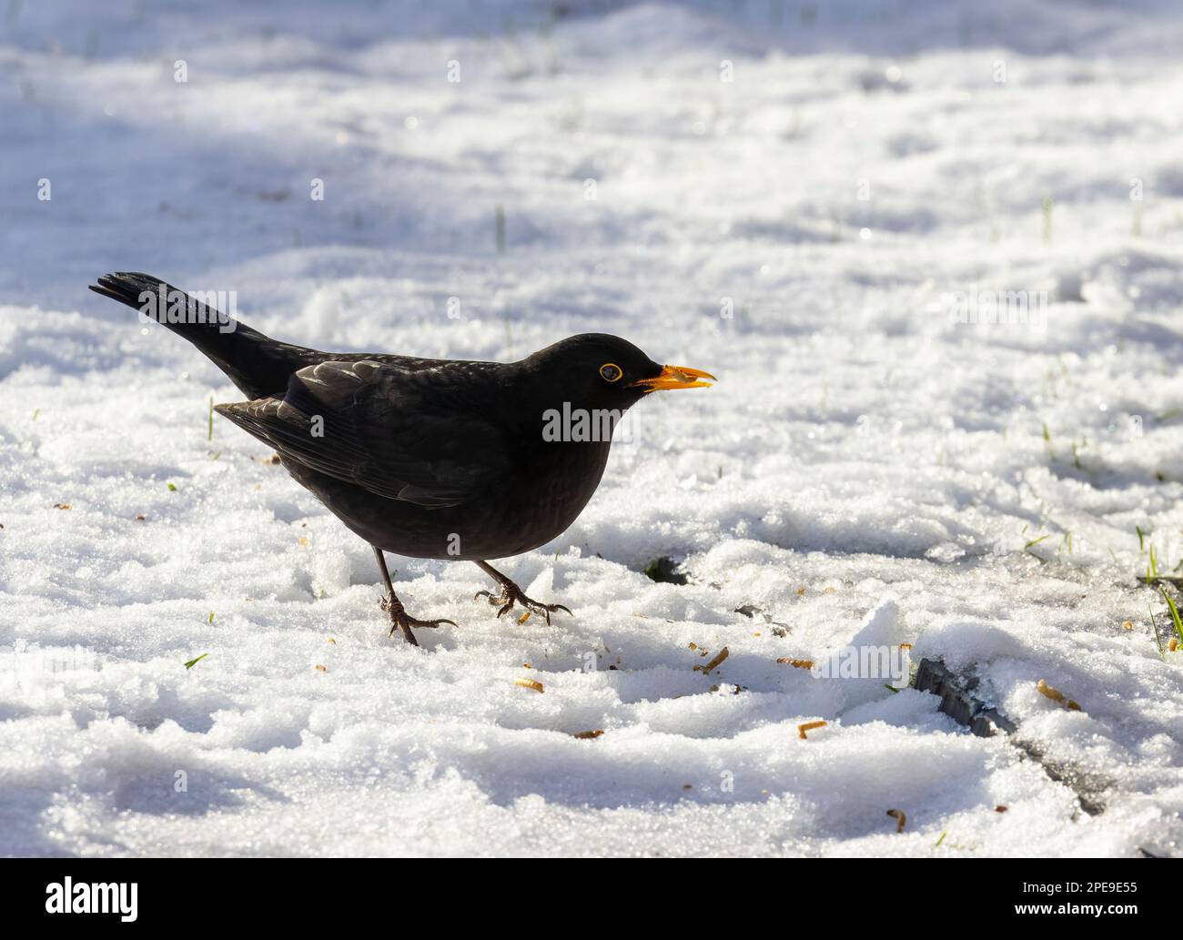 Le mâle blackbird 'Turdus merula' mangeant de la mealworm séchée dans un jardin couvert de neige. Nourriture pour oiseaux pour nourrir les oiseaux par temps froid. Dublin, Irlande Banque D'Images