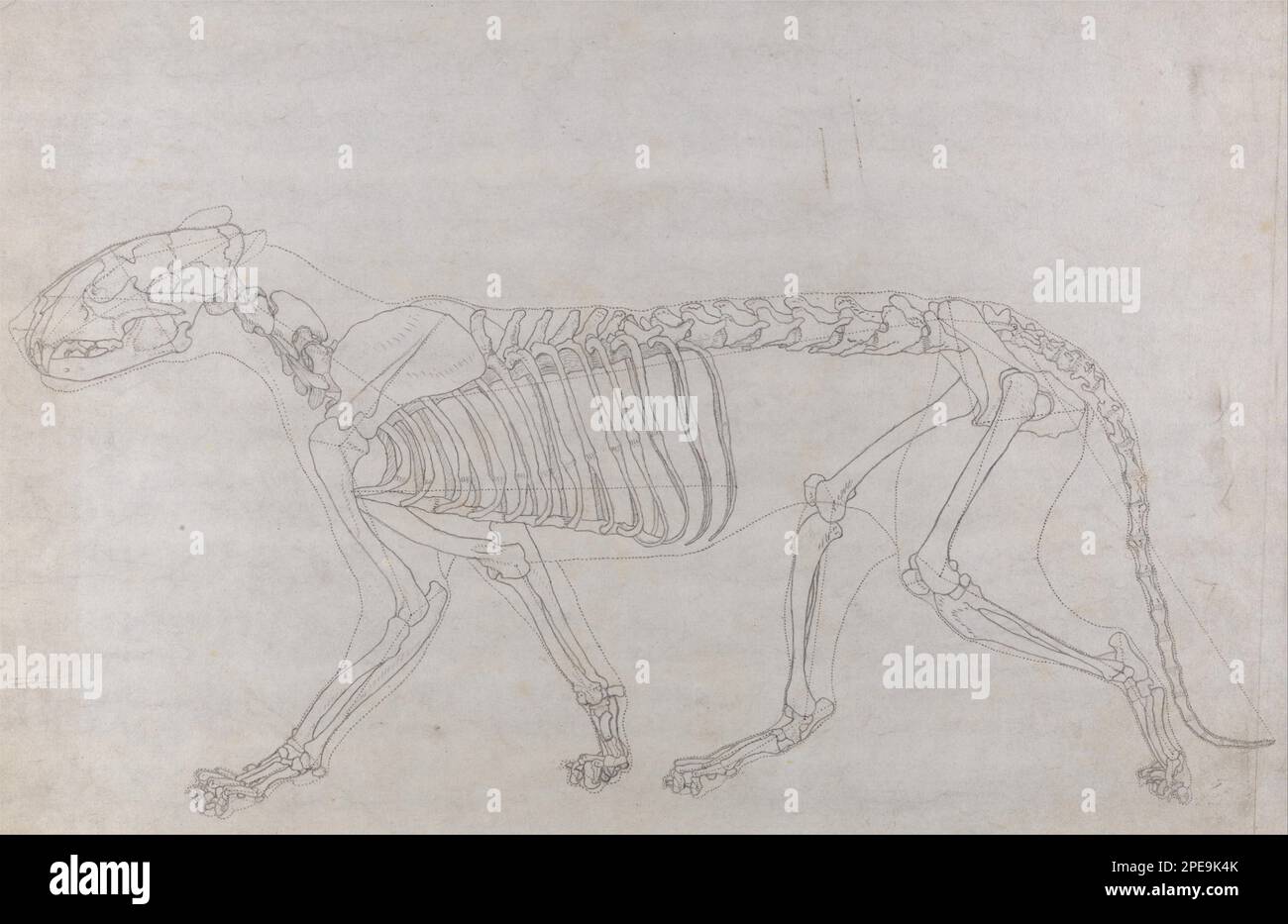 Une exposition anatomique comparative de la structure du corps humain avec celle d'un tigre et d'une chouette commune: Squelette du tigre, vue latérale 1795 à 1806 par George Stubbs Banque D'Images