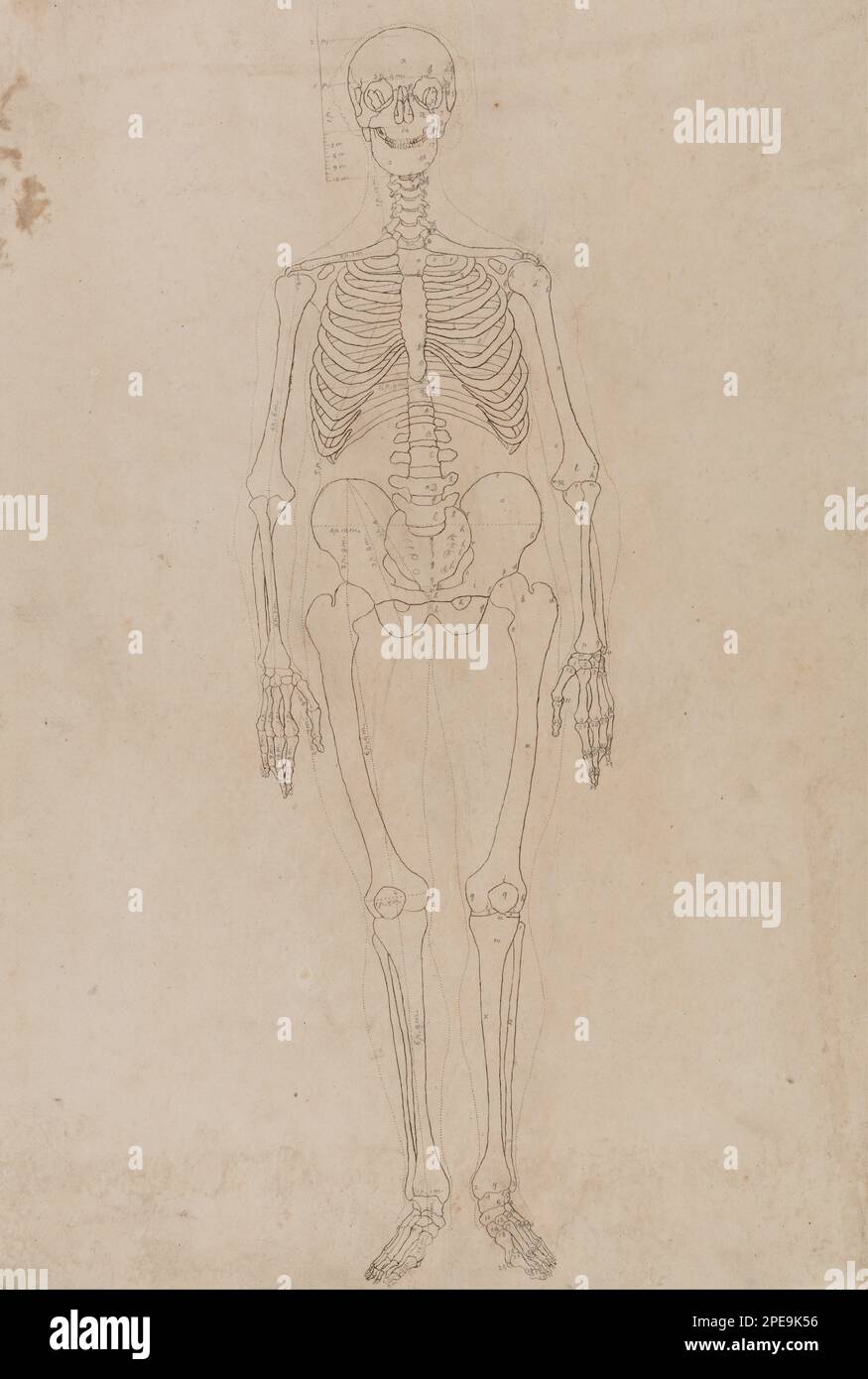 Une exposition anatomique comparative de la structure du corps humain avec celle d'un tigre et d'une chouette commune: Squelette humain, vue antérieure 1795 à 1806 par George Stubbs Banque D'Images