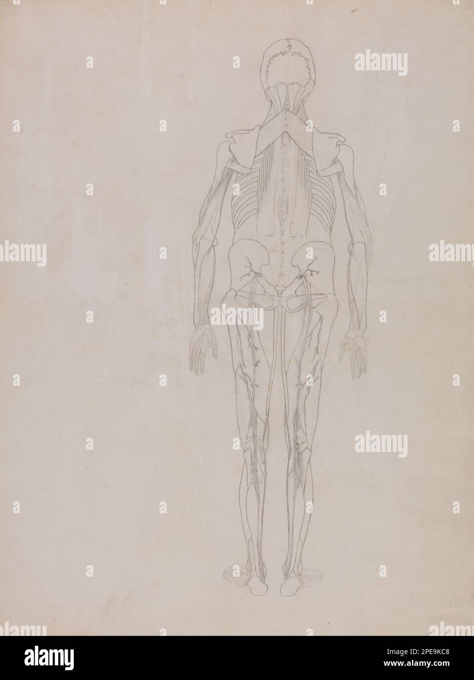 Une exposition anatomique comparative de la structure du corps humain avec celle d'un tigre et d'une chouette commune: Figure humaine, vue postérieure (dessin-plan pour la figure clé d'une plaque non publiée) 1795 à 1806 par George Stubbs Banque D'Images
