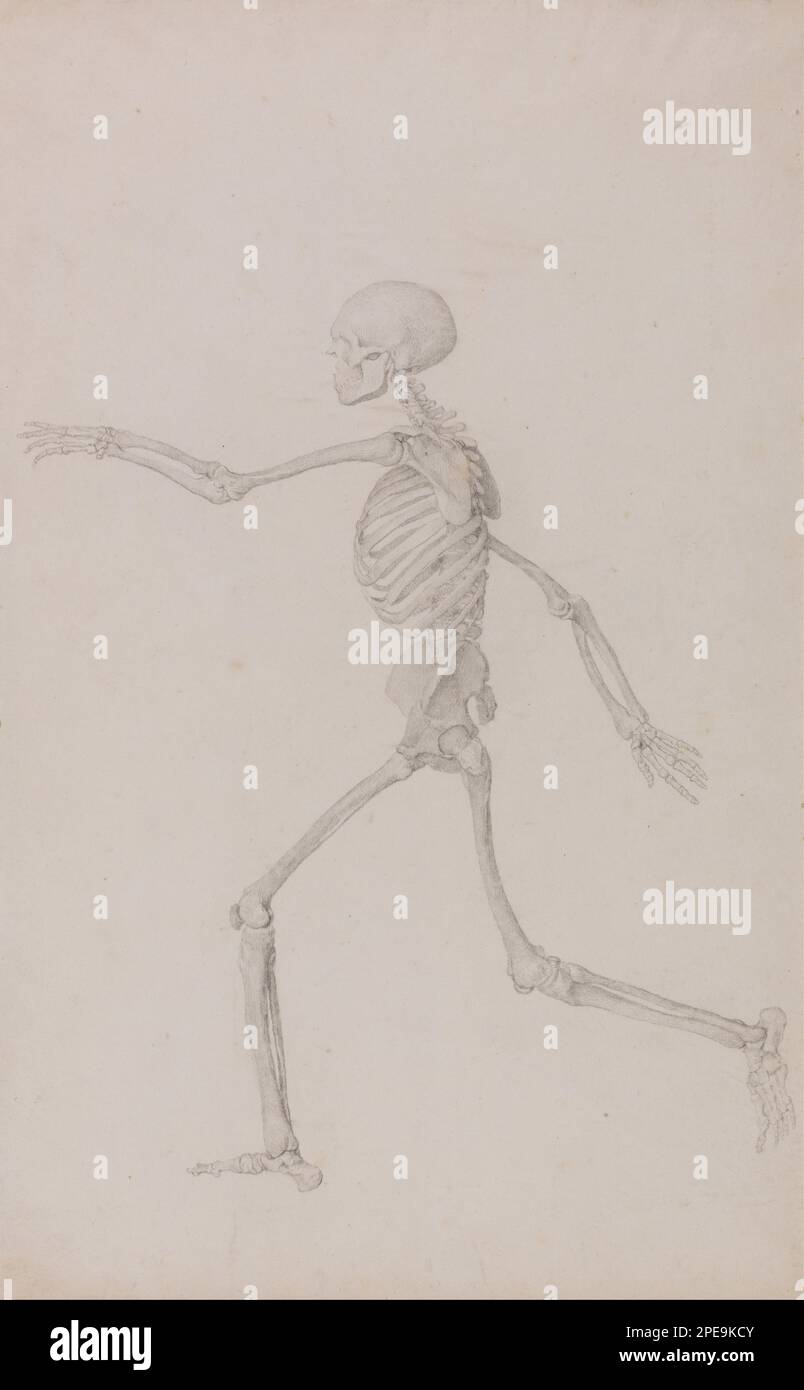 Exposition anatomique comparative de la structure du corps humain avec celle d'un tigre et d'une chouette commune: Squelette humain, vue latérale vue de gauche, course (étude terminée pour le Tableau III) 1795 à 1806 par George Stubbs Banque D'Images