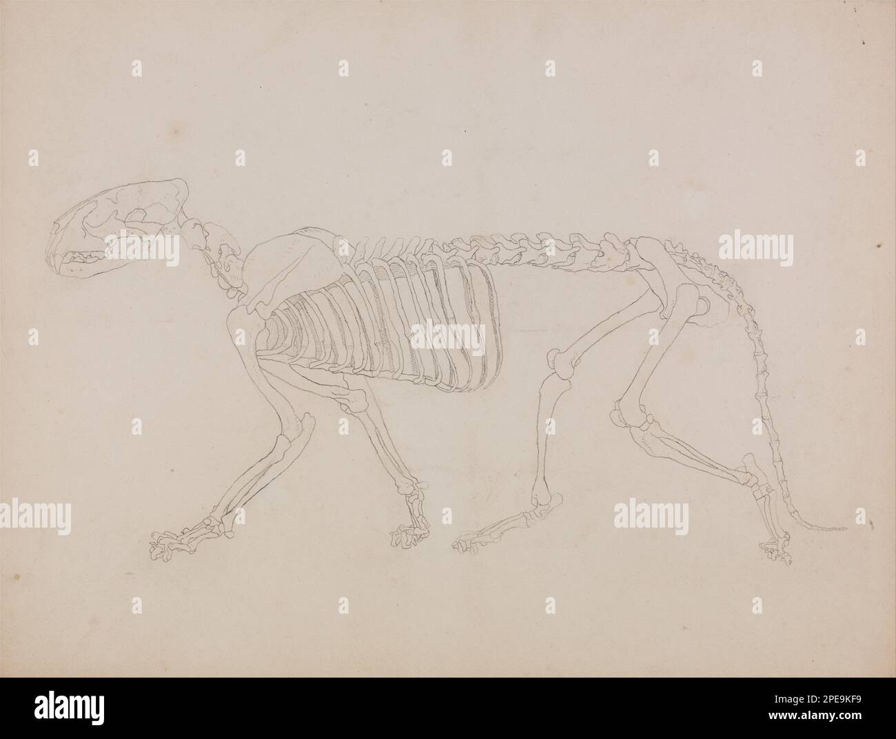 Une exposition anatomique comparative de la structure du corps humain avec celle d'un tigre et d'une chouette commune: Squelette du tigre, vue latérale 1795 à 1806 par George Stubbs Banque D'Images
