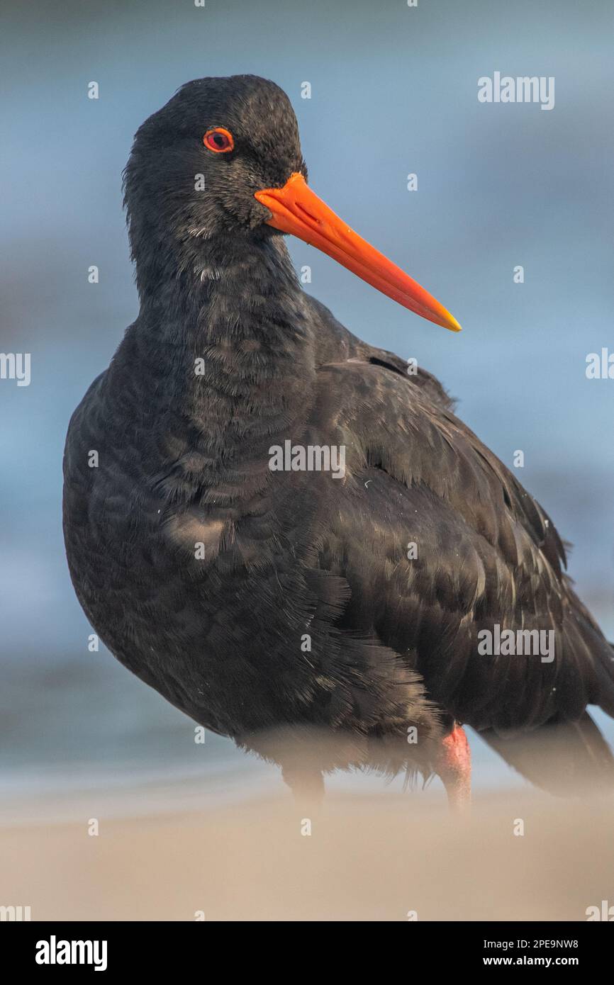 Variable oystercatcher (Haematopus unicolor) oiseau endémique de Nouvelle-zélande sur la plage de l'île Stewart. Banque D'Images