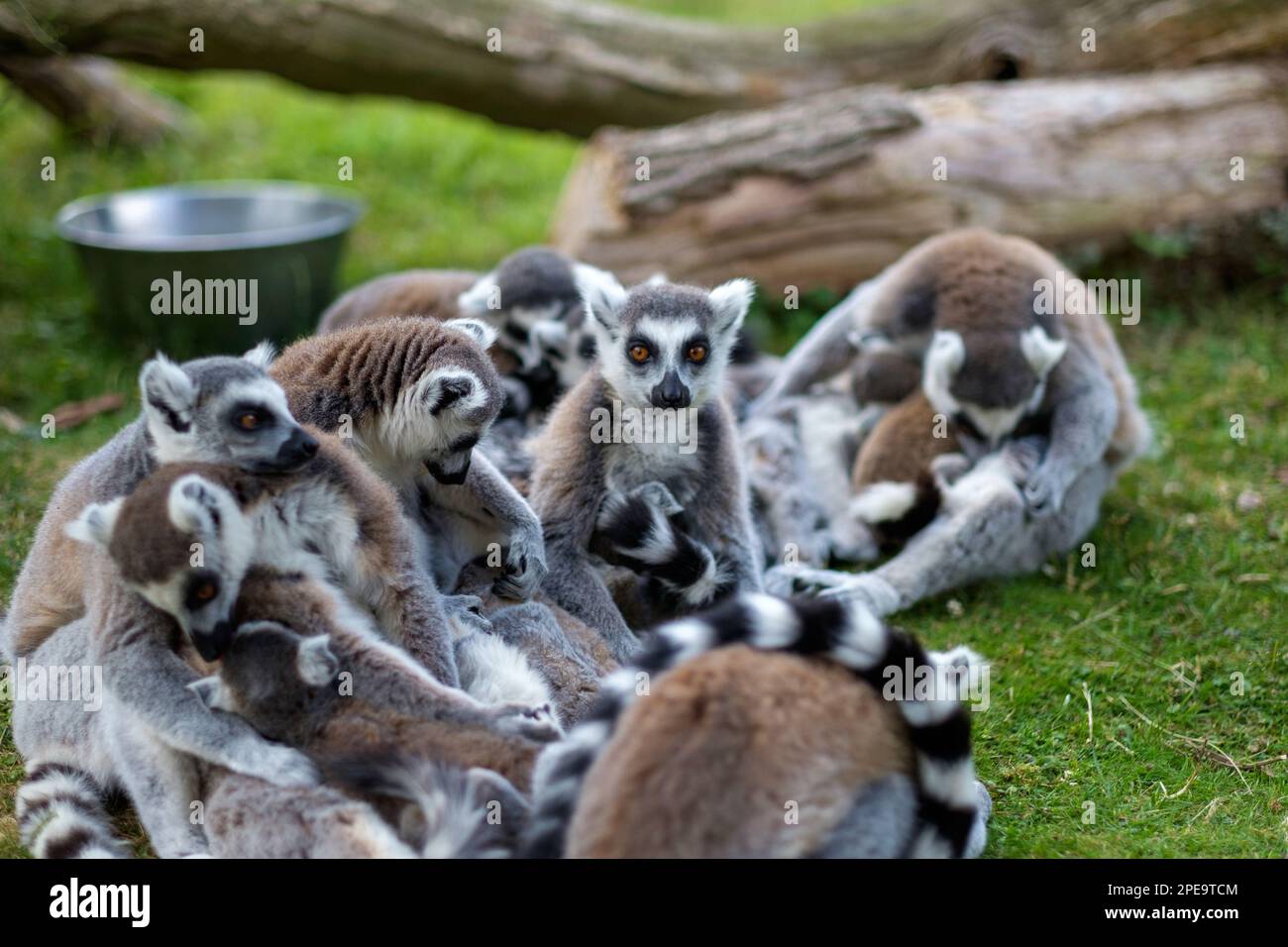 Groupe de maki Catta Monkeys dans un zoo Banque D'Images