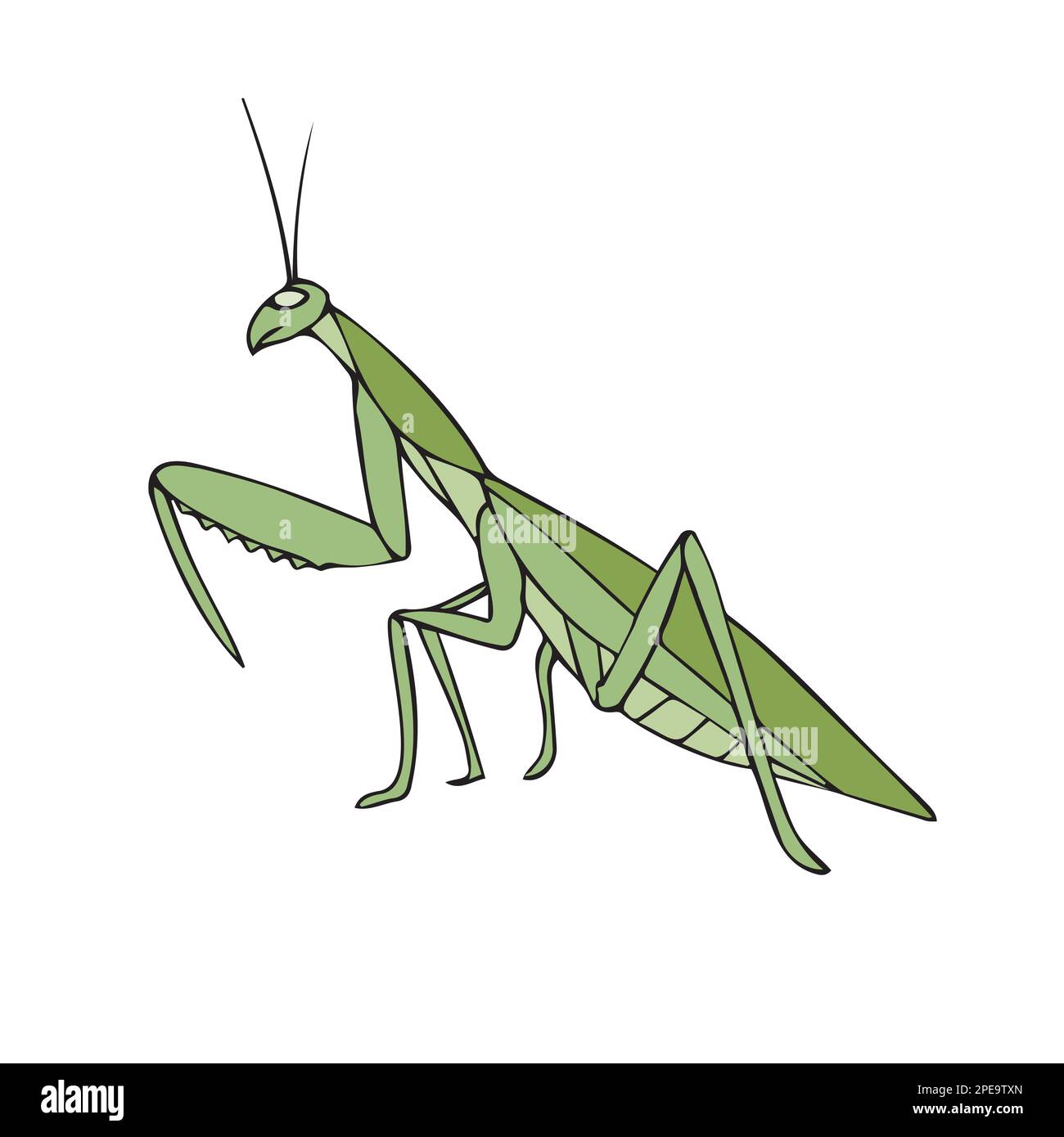Dessin de l'encreur à la main vectorisé de couleur mantis Illustration de Vecteur