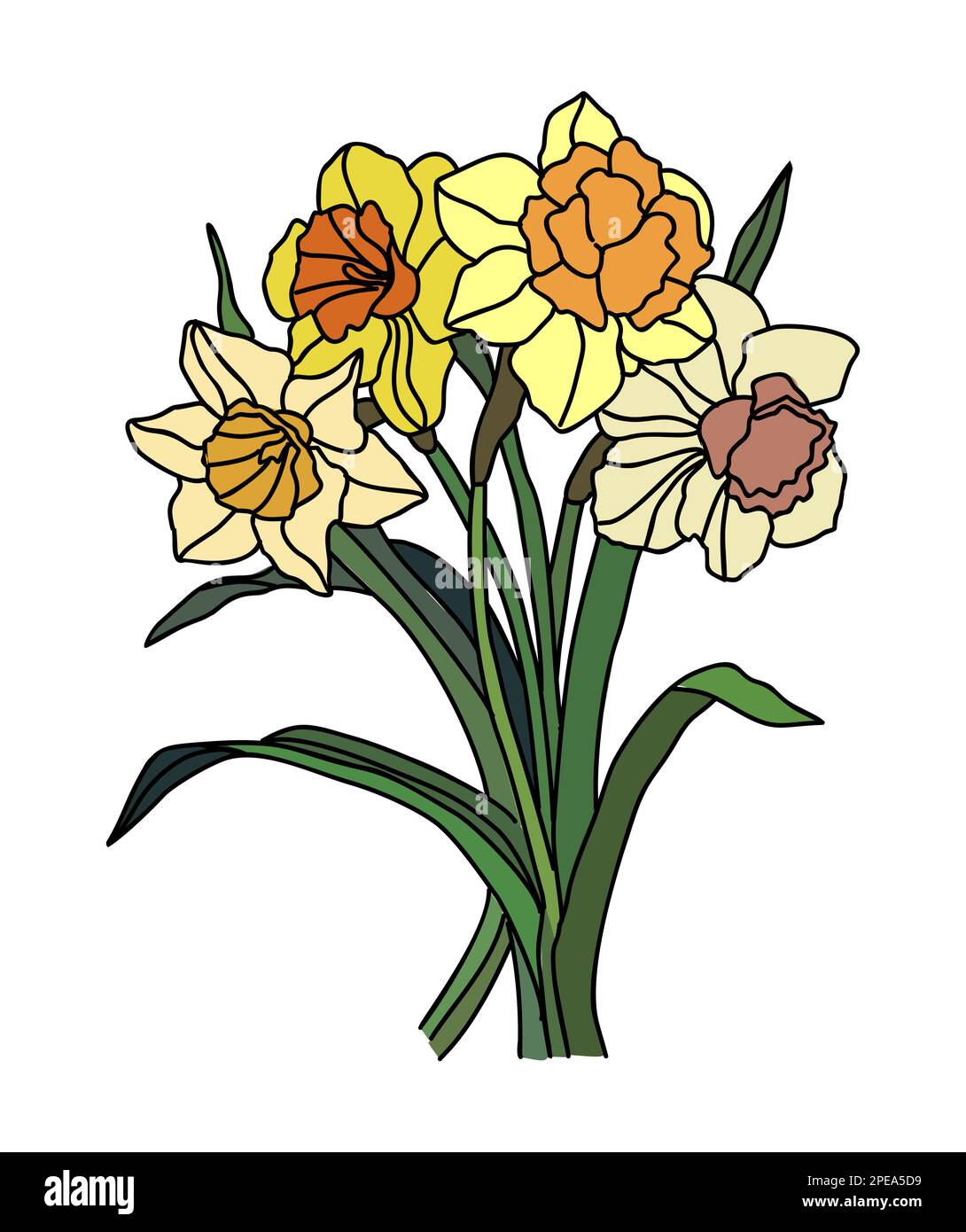 Daffodil Mars naissance mois fleur vecteur art. Illustration de Vecteur