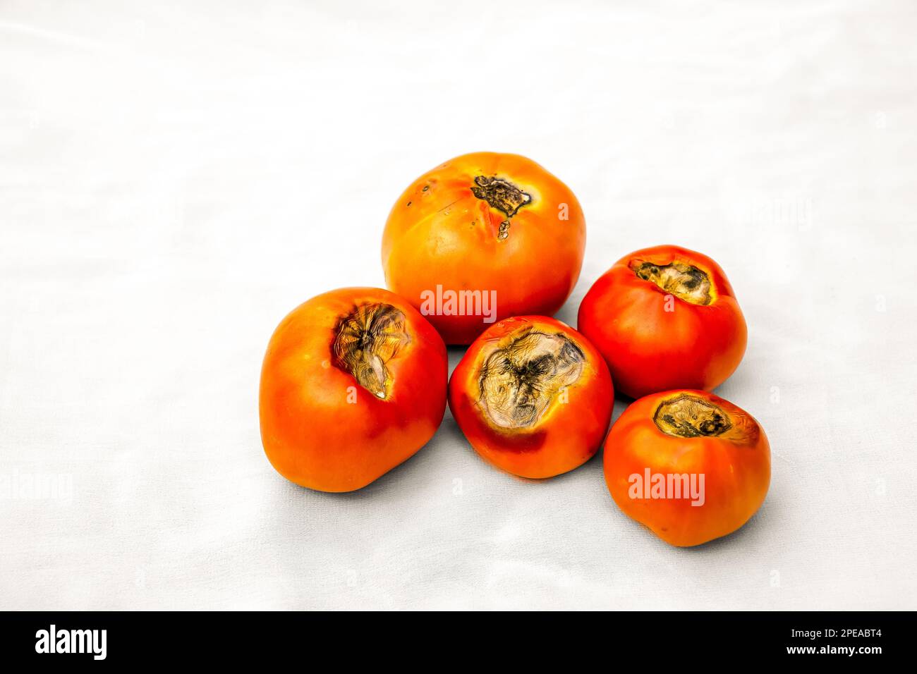 Trouble de la pourriture de la fleur de tomate lorsque le tissu de la fleur de la fin du fruit se décompose et pourriture. Banque D'Images