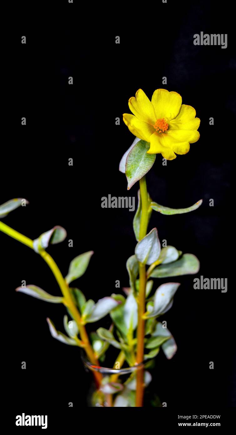 Grâce à sa mise au point douce et à son élégant fond noir, cette fleur rose en mousse jaune vive est un joli portrait sophistiqué. La boke Banque D'Images